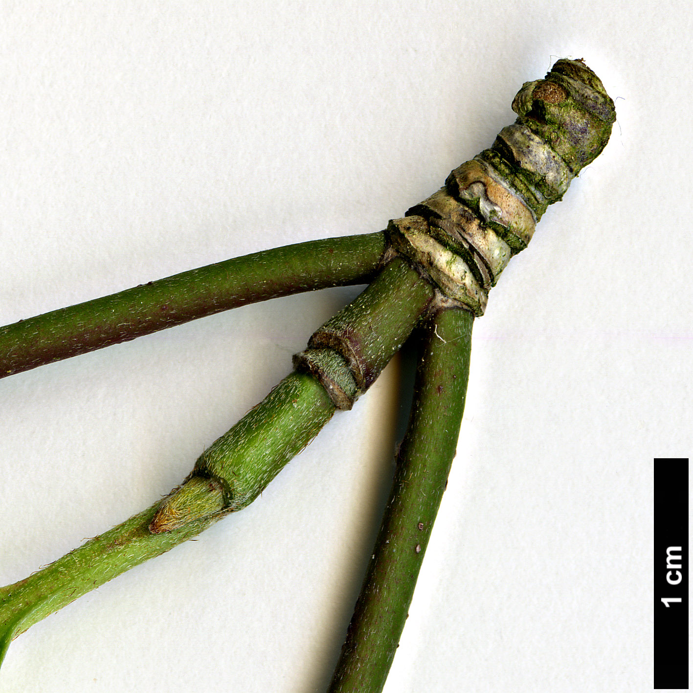High resolution image: Family: Cornaceae - Genus: Cornus - Taxon: multinervosa