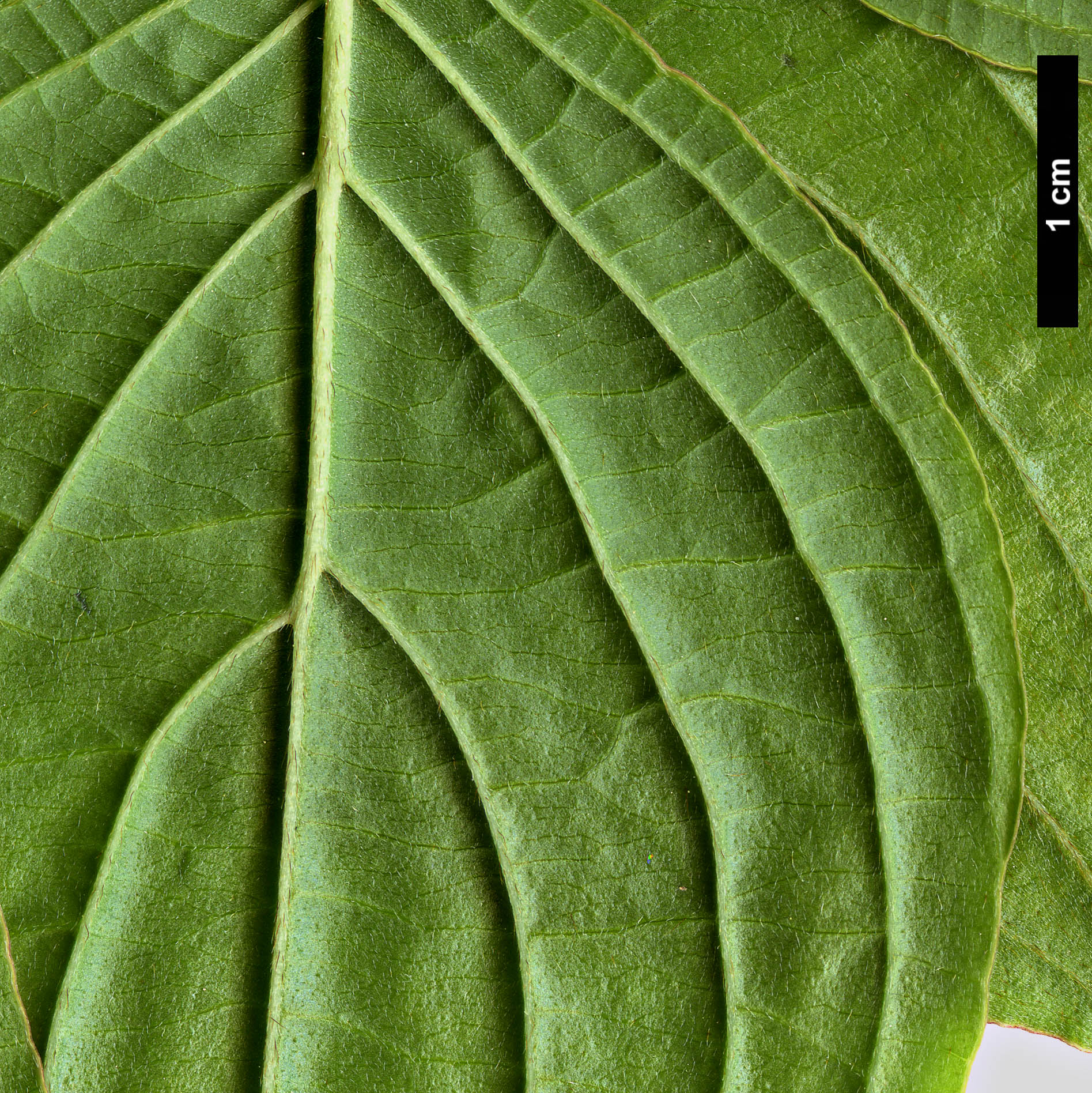 High resolution image: Family: Cornaceae - Genus: Cornus - Taxon: multinervosa