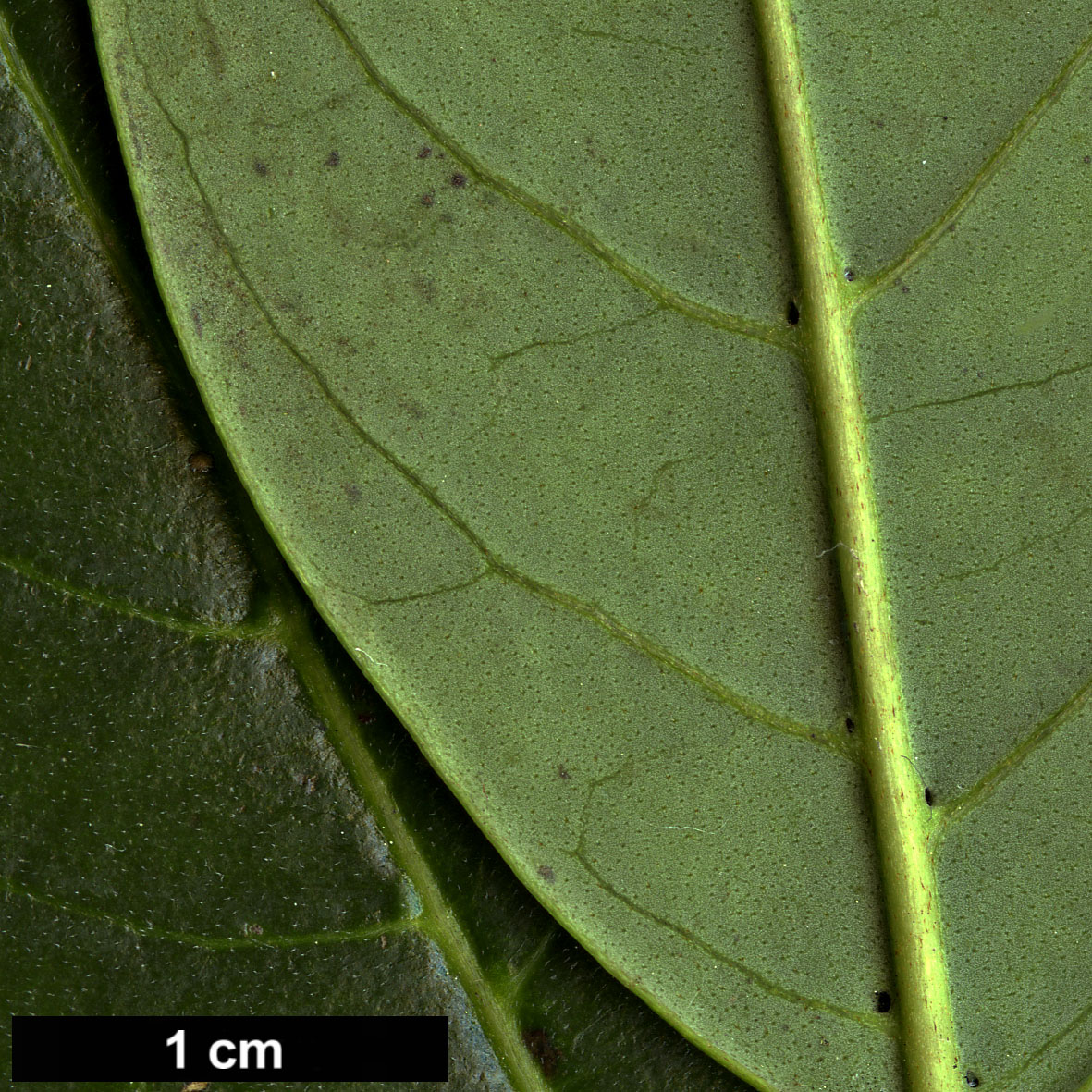 High resolution image: Family: Cornaceae - Genus: Cornus - Taxon: oblonga