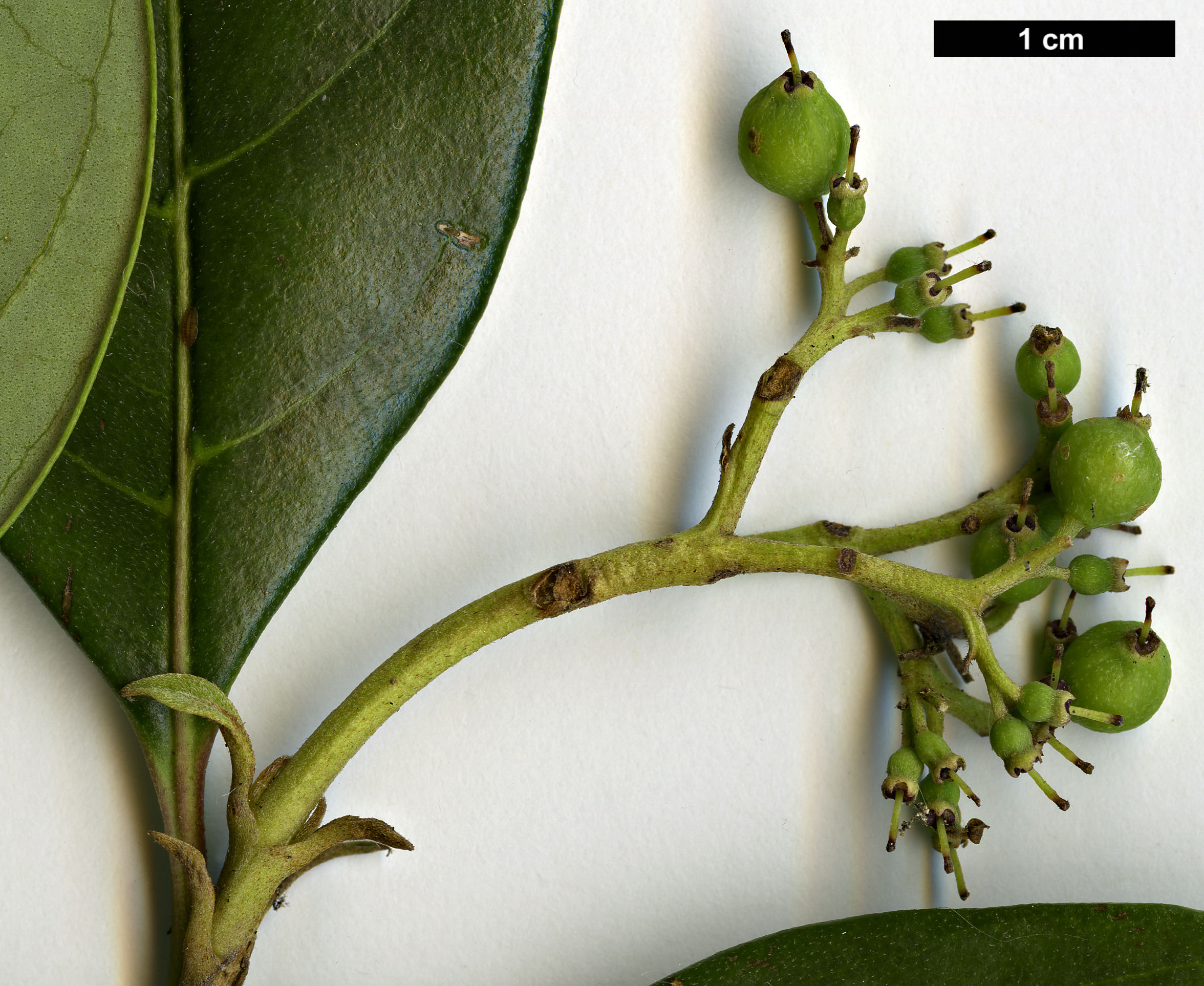 High resolution image: Family: Cornaceae - Genus: Cornus - Taxon: oblonga