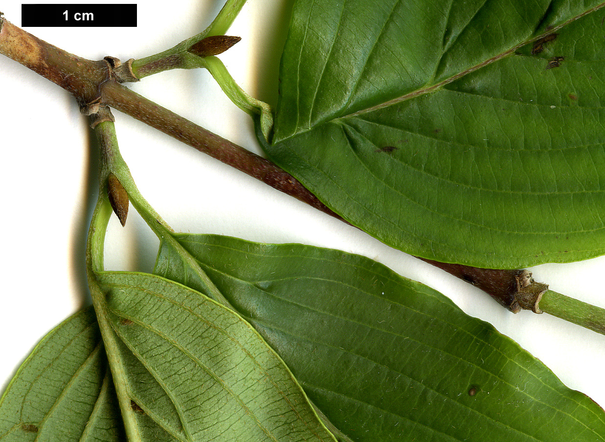 High resolution image: Family: Cornaceae - Genus: Cornus - Taxon: officinalis