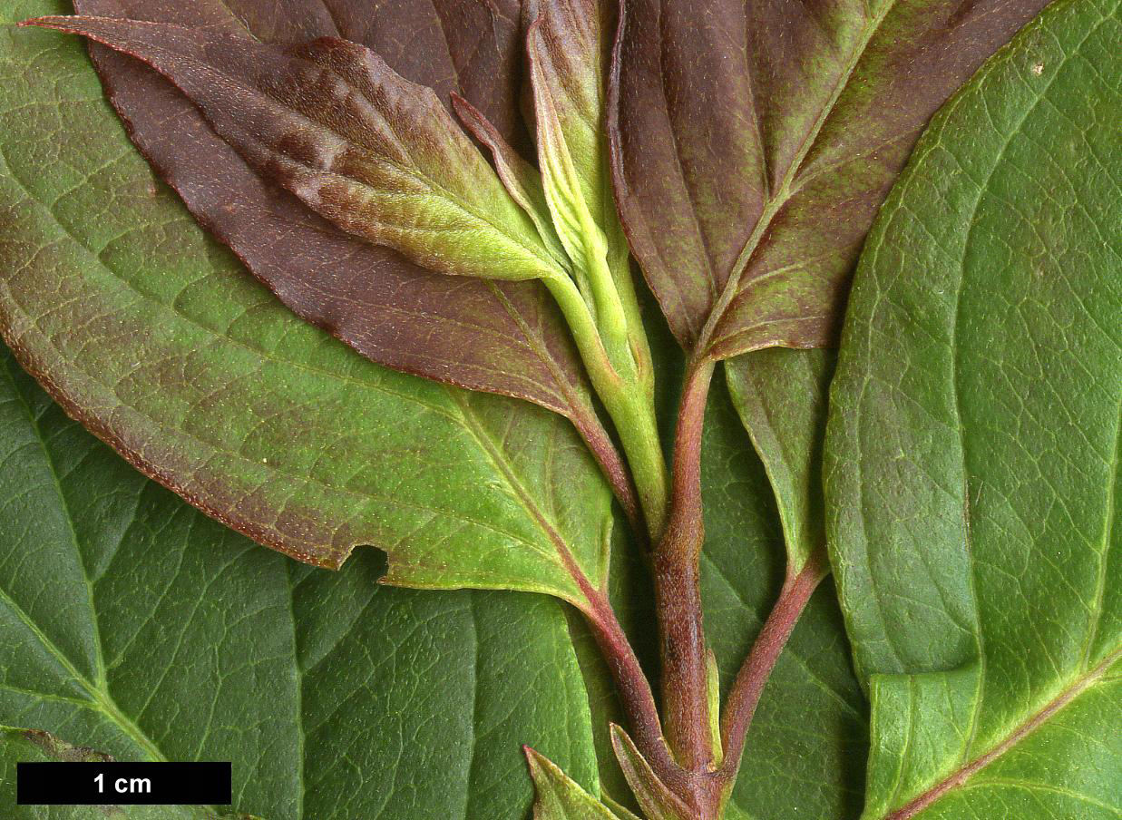 High resolution image: Family: Cornaceae - Genus: Cornus - Taxon: pumila