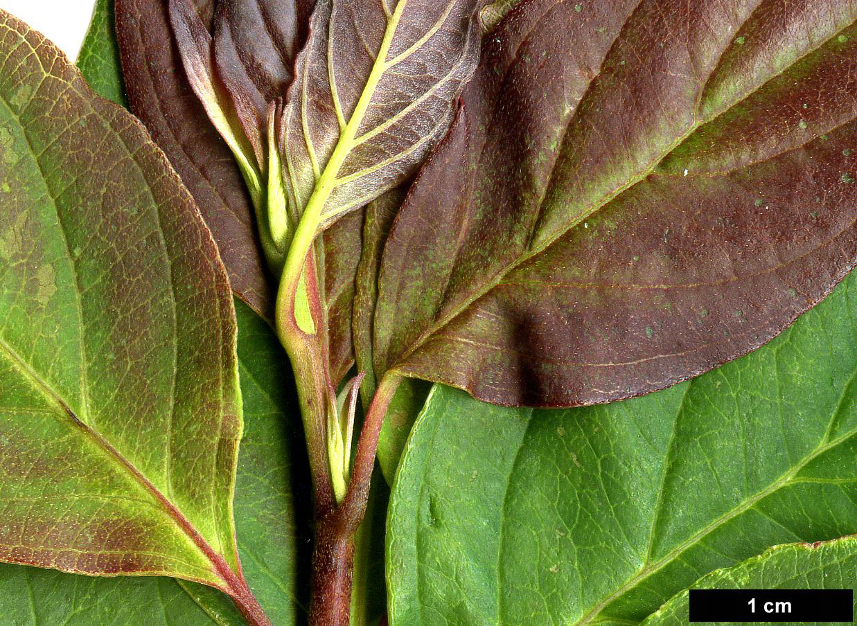 High resolution image: Family: Cornaceae - Genus: Cornus - Taxon: pumila