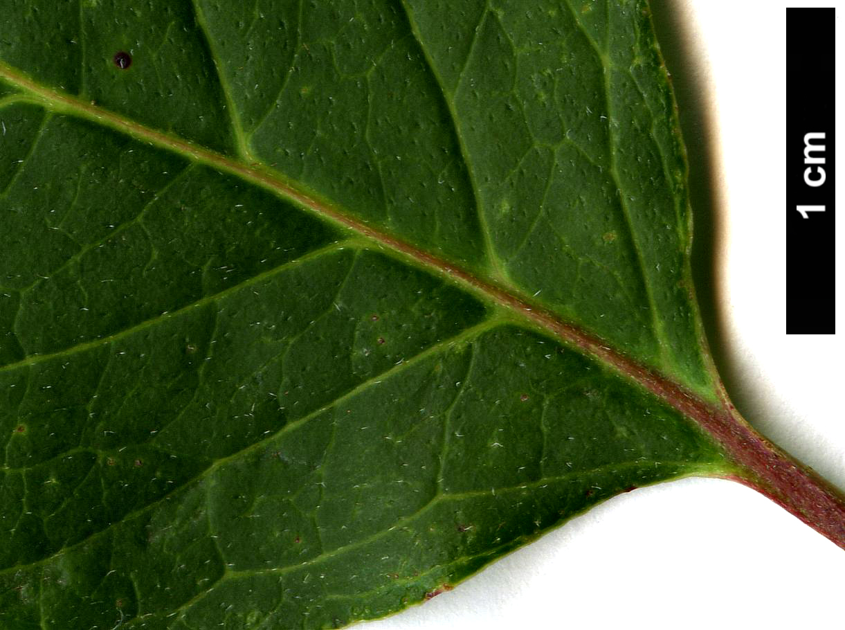 High resolution image: Family: Cornaceae - Genus: Cornus - Taxon: racemosa