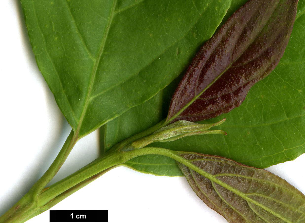 High resolution image: Family: Cornaceae - Genus: Cornus - Taxon: racemosa