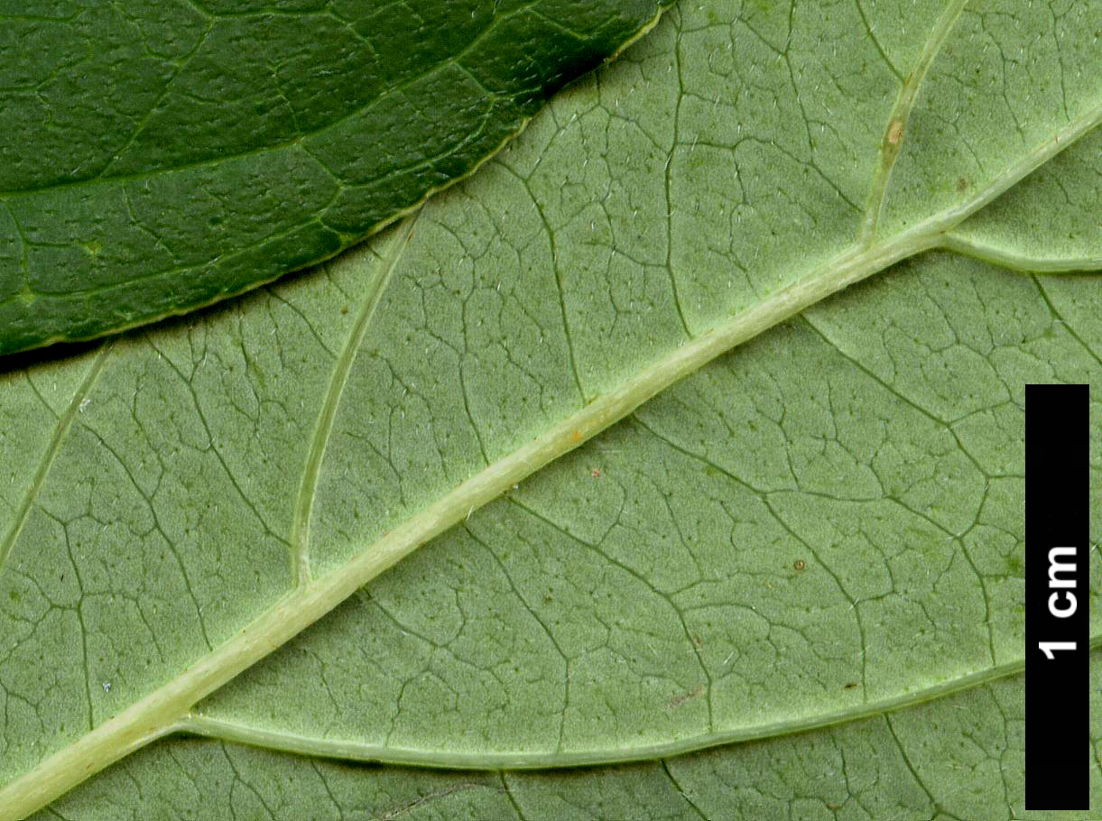 High resolution image: Family: Cornaceae - Genus: Cornus - Taxon: racemosa
