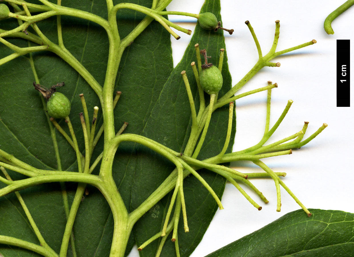 High resolution image: Family: Cornaceae - Genus: Cornus - Taxon: racemosa