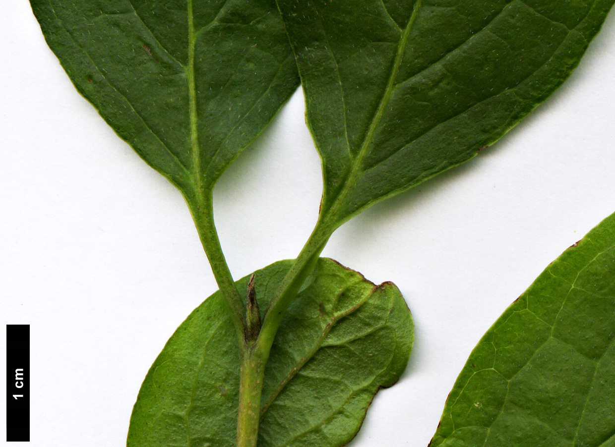 High resolution image: Family: Cornaceae - Genus: Cornus - Taxon: racemosa