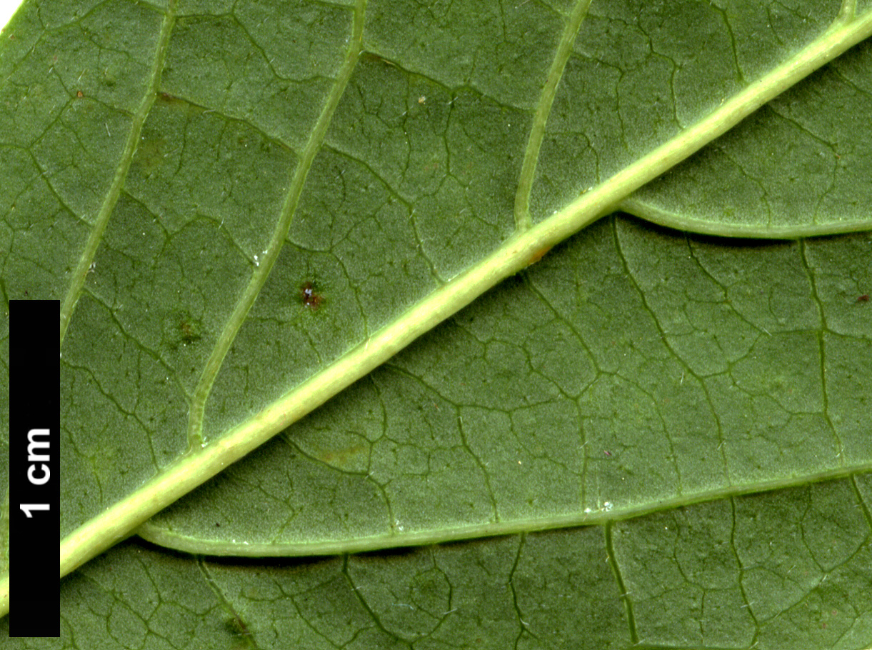 High resolution image: Family: Cornaceae - Genus: Cornus - Taxon: racemosa