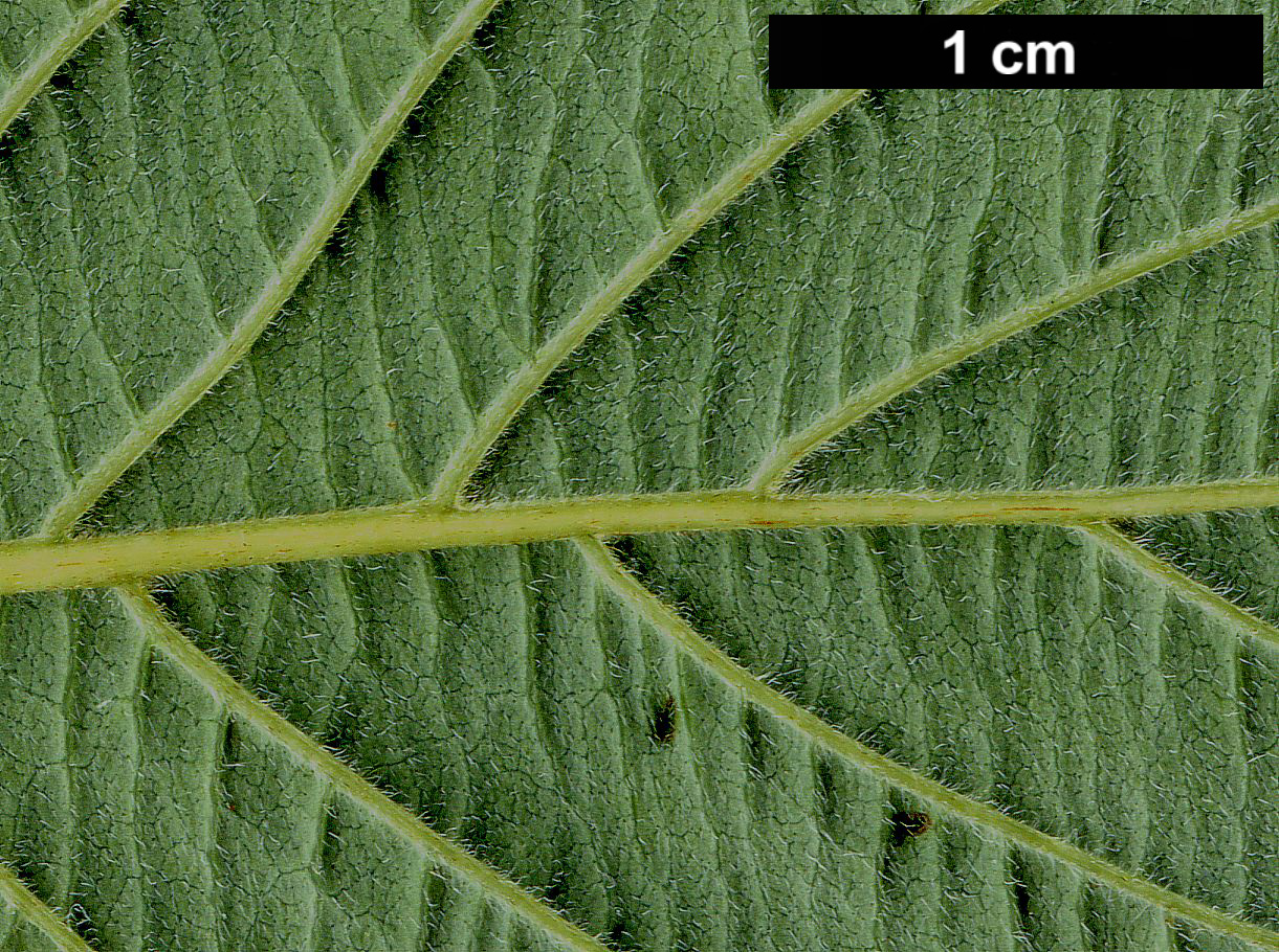 High resolution image: Family: Cornaceae - Genus: Cornus - Taxon: rugosa