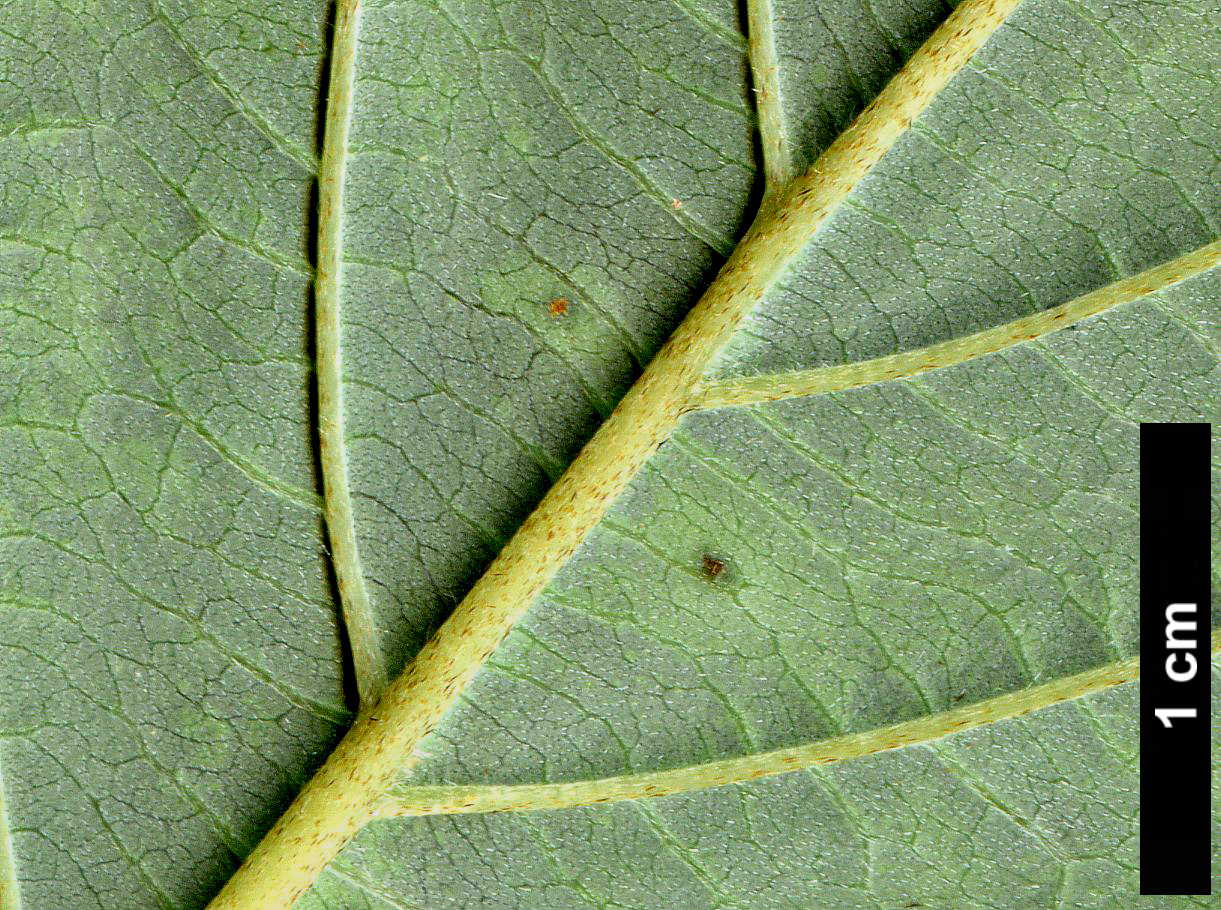 High resolution image: Family: Cornaceae - Genus: Cornus - Taxon: schindleri