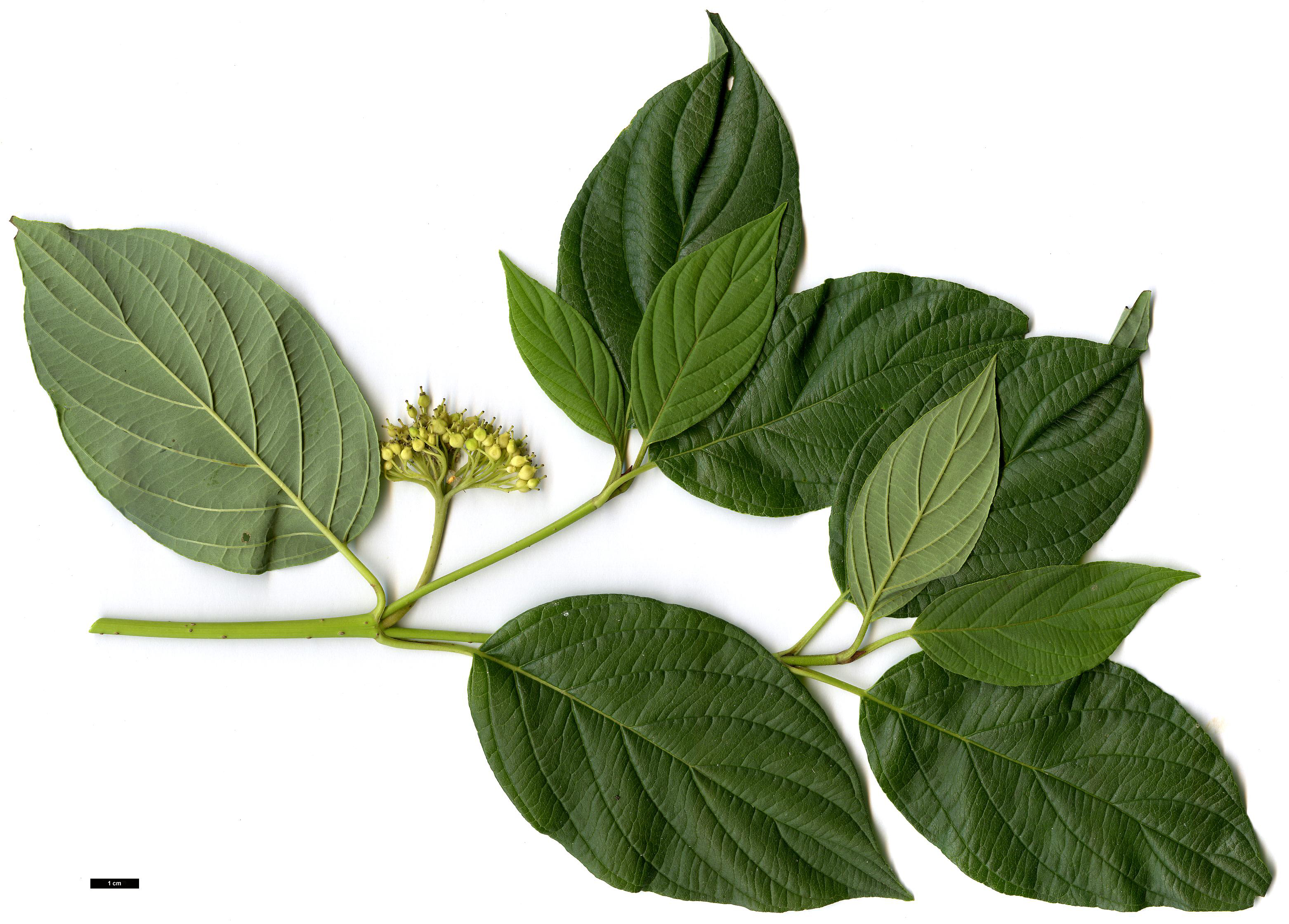 High resolution image: Family: Cornaceae - Genus: Cornus - Taxon: sericea - SpeciesSub: 'Flaviramea'
