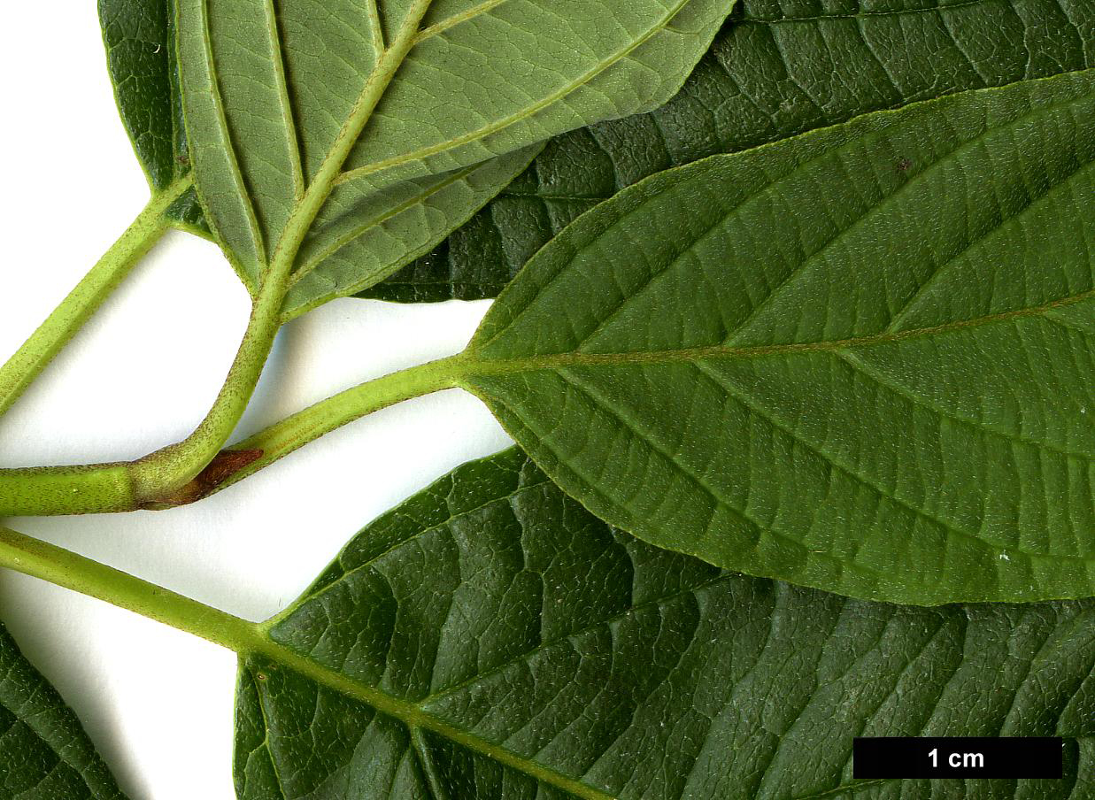 High resolution image: Family: Cornaceae - Genus: Cornus - Taxon: sericea - SpeciesSub: 'Flaviramea'