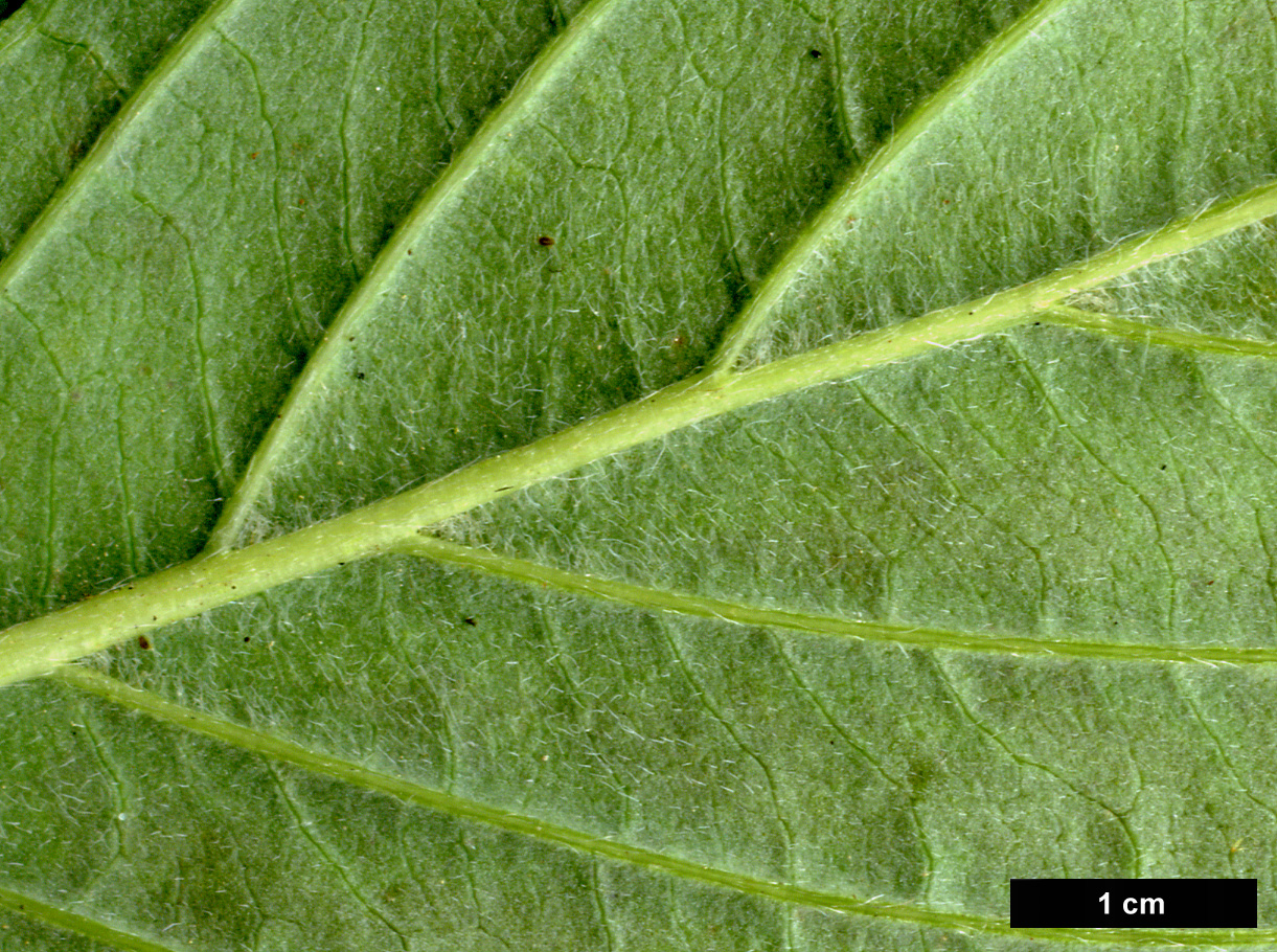 High resolution image: Family: Cornaceae - Genus: Cornus - Taxon: sessilis