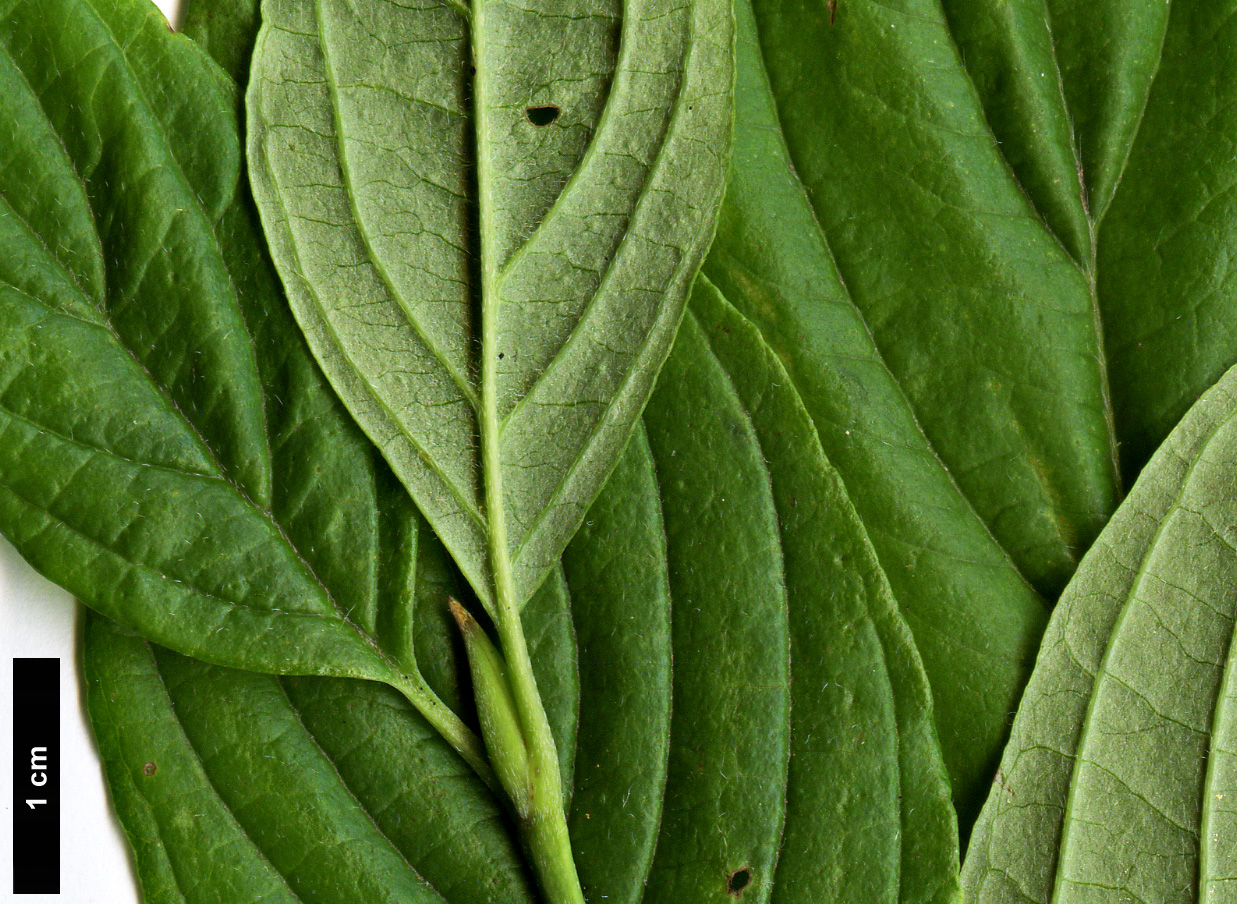 High resolution image: Family: Cornaceae - Genus: Cornus - Taxon: sessilis