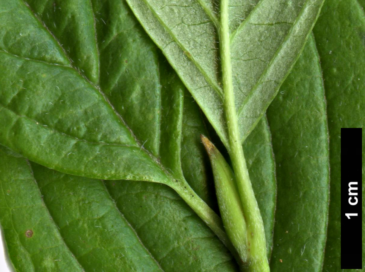 High resolution image: Family: Cornaceae - Genus: Cornus - Taxon: sessilis