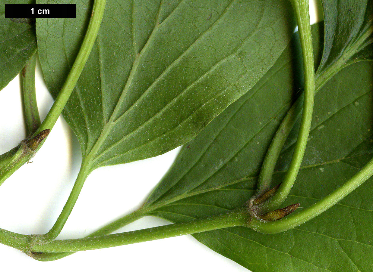 High resolution image: Family: Cornaceae - Genus: Cornus - Taxon: walteri