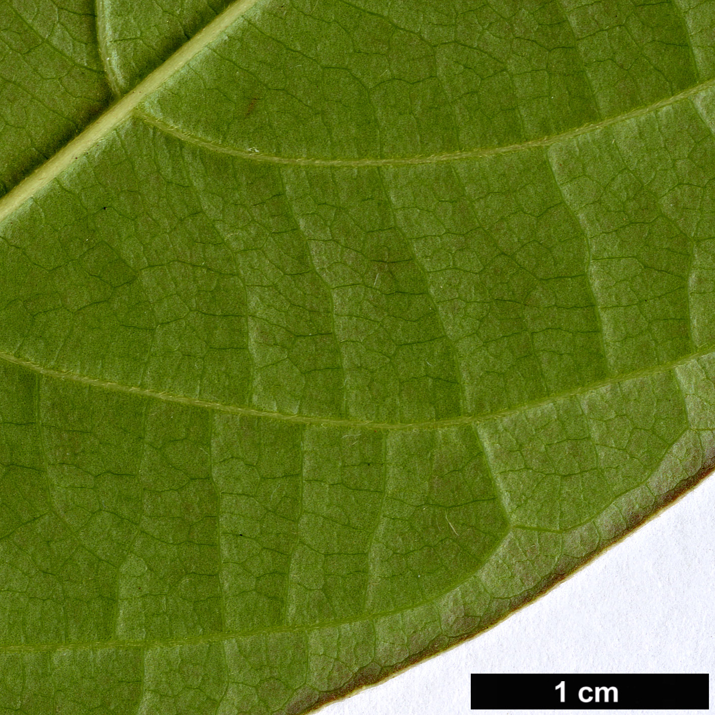 High resolution image: Family: Cornaceae - Genus: Nyssa - Taxon: shweliensis