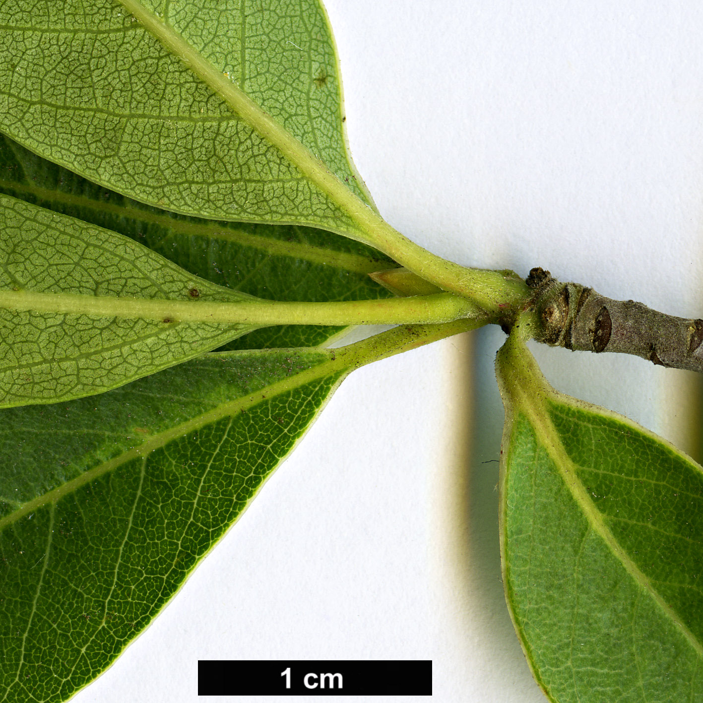 High resolution image: Family: Cornaceae - Genus: Nyssa - Taxon: ursina