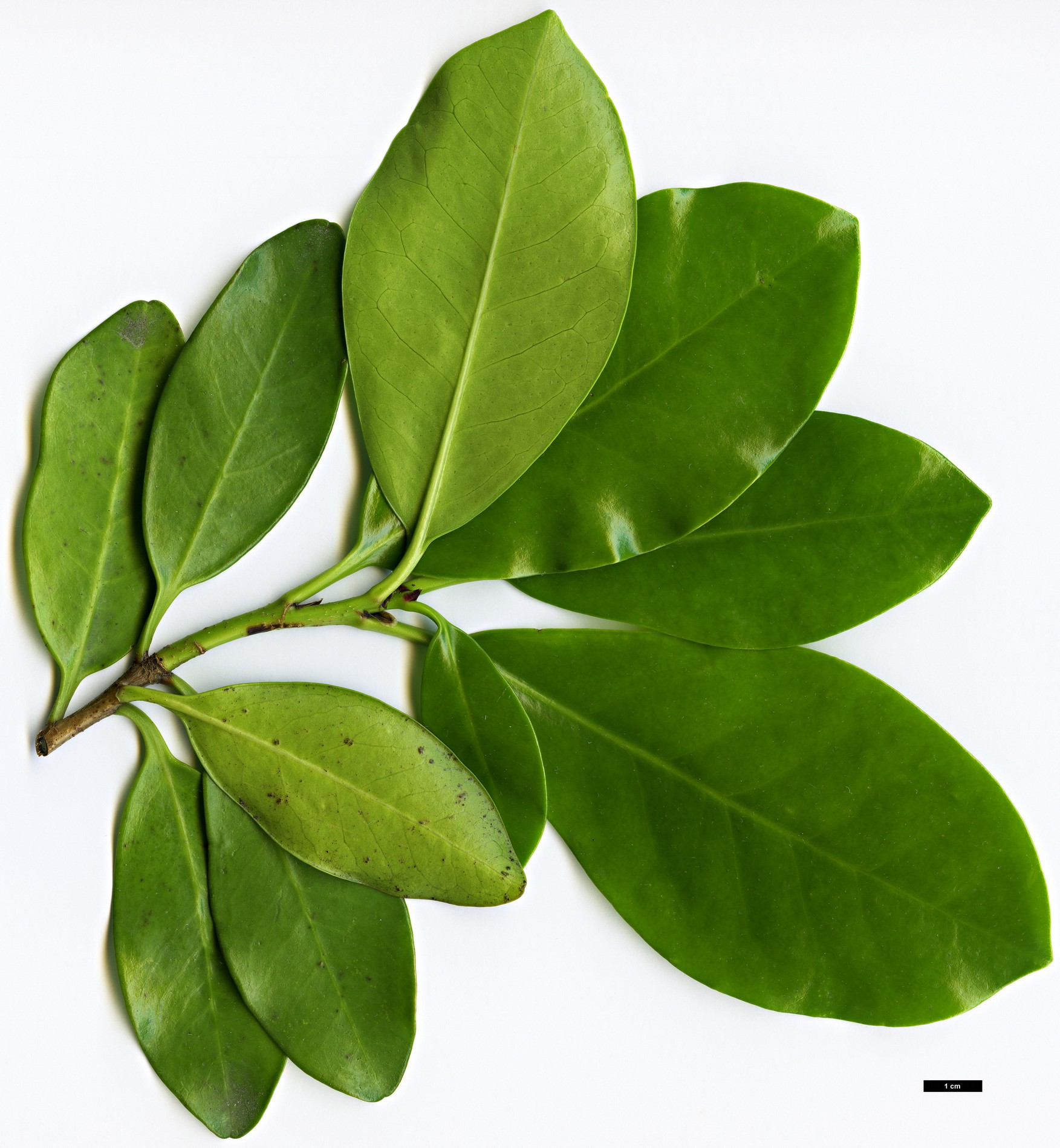 High resolution image: Family: Corynocarpaceae - Genus: Corynocarpus - Taxon: laevigatus