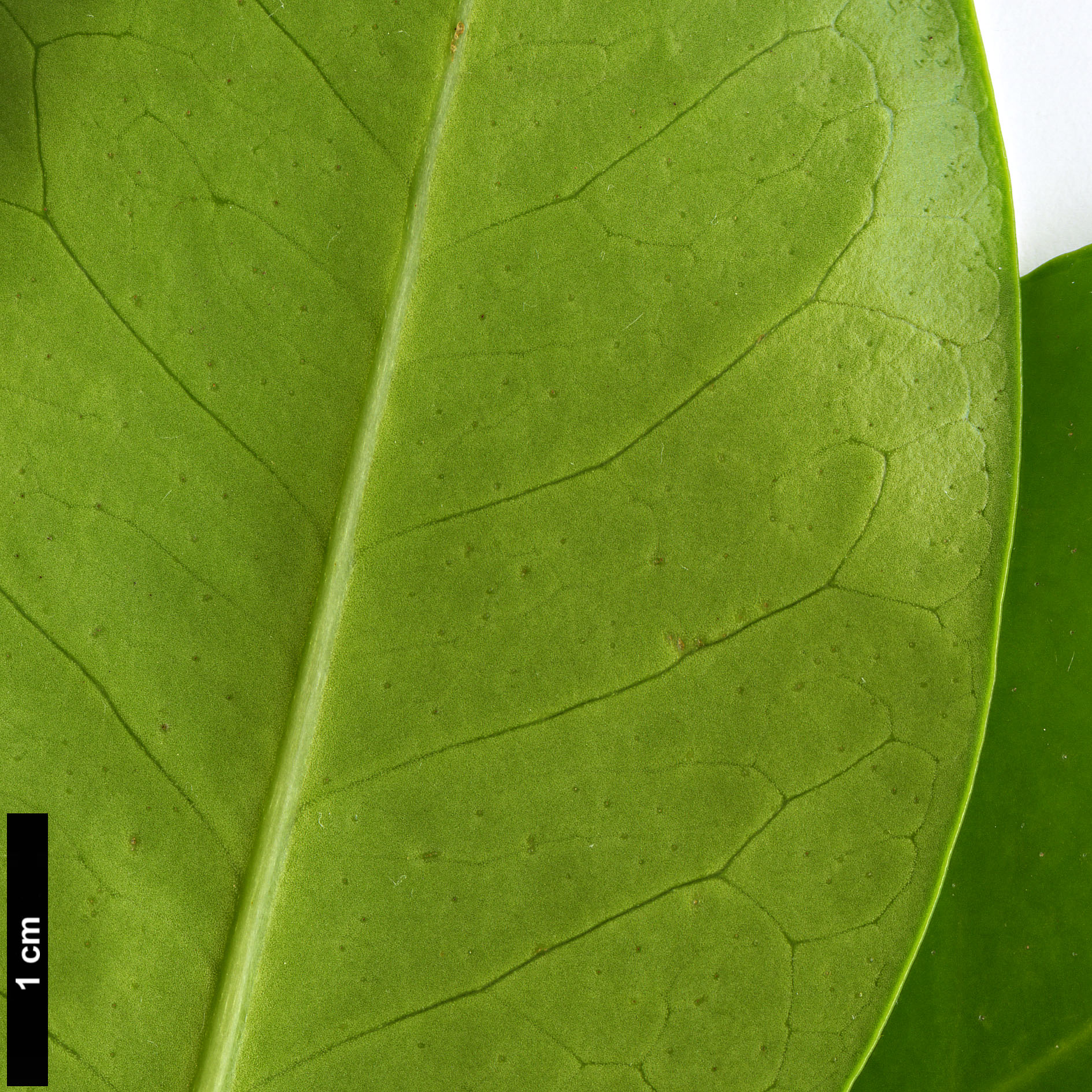 High resolution image: Family: Corynocarpaceae - Genus: Corynocarpus - Taxon: laevigatus
