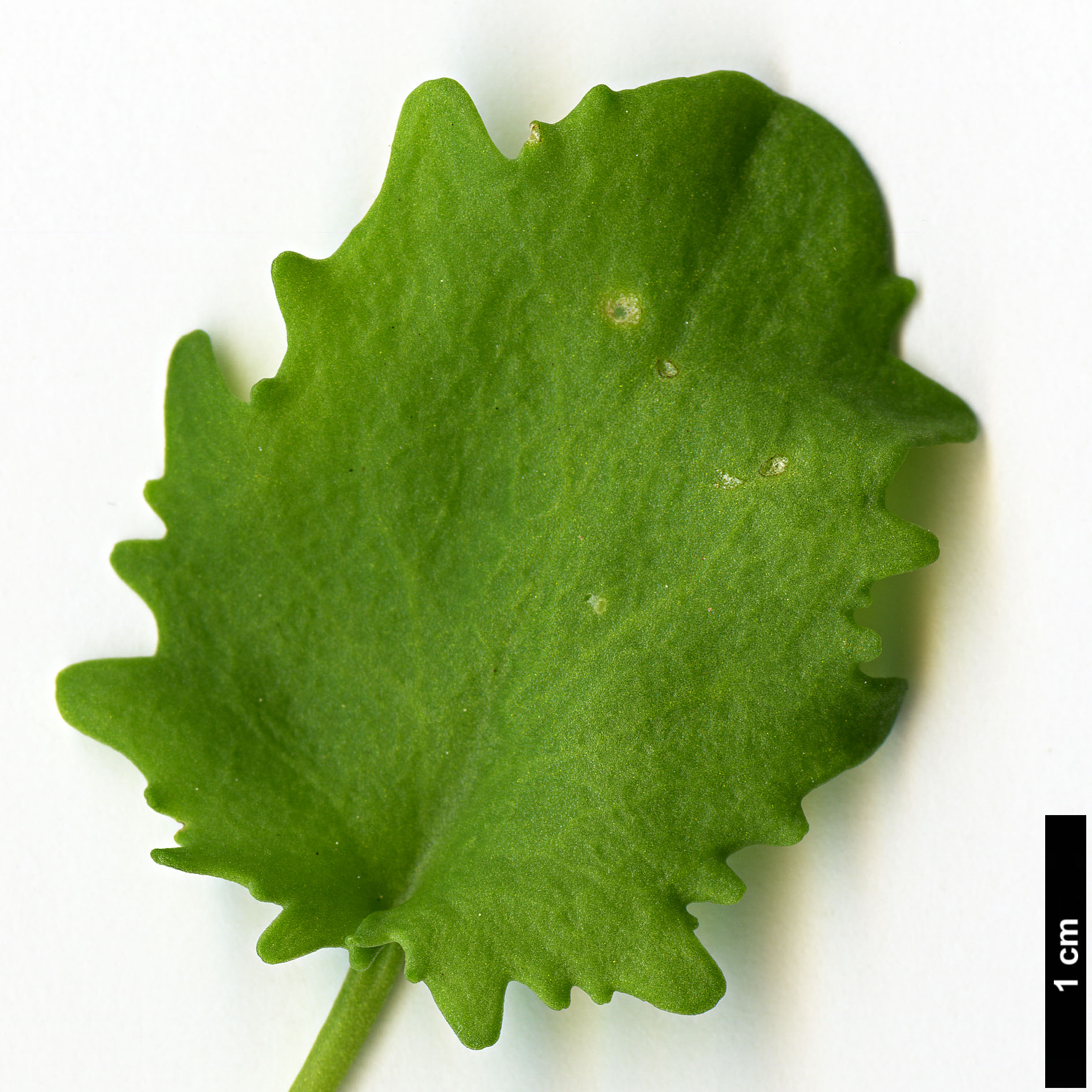 High resolution image: Family: Crassulaceae - Genus: Sedum - Taxon: populifolium