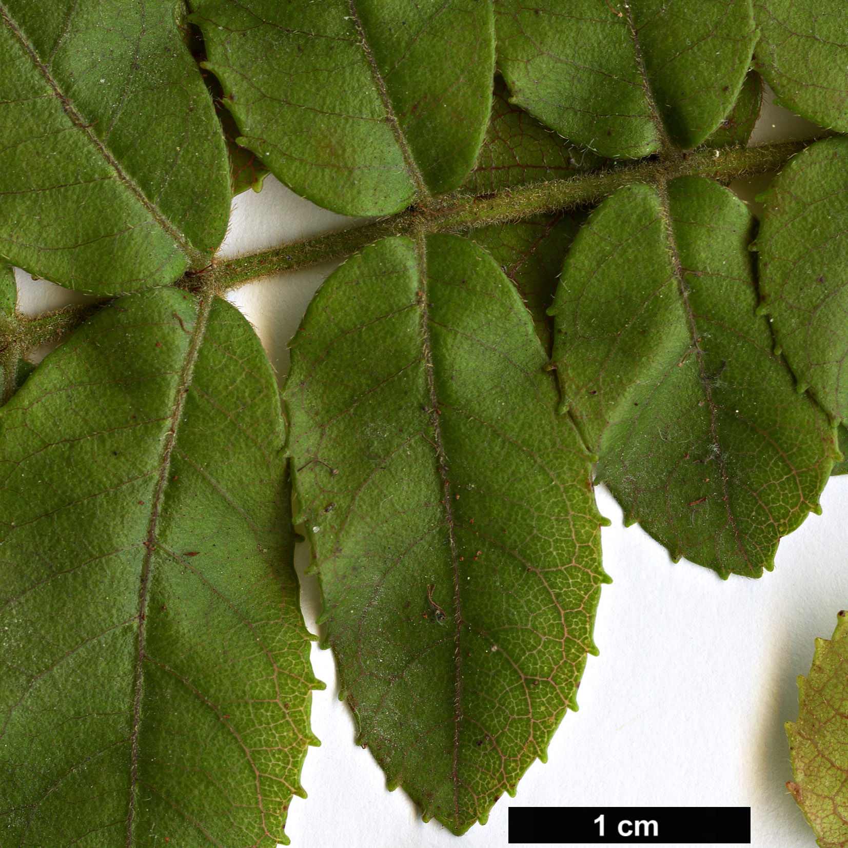 High resolution image: Family: Cunoniaceae - Genus: Ackama - Taxon: rosifolia