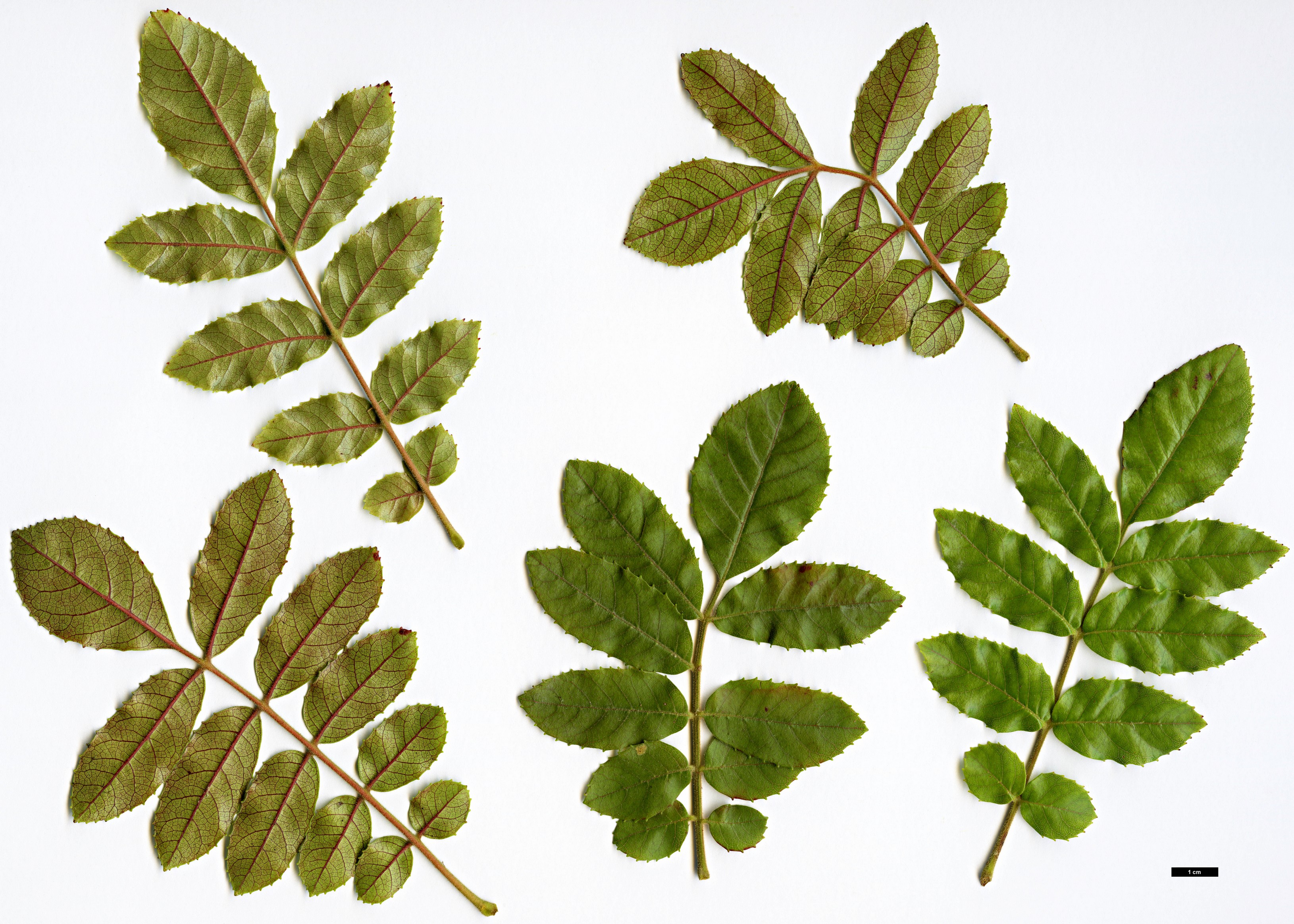 High resolution image: Family: Cunoniaceae - Genus: Ackama - Taxon: rosifolia