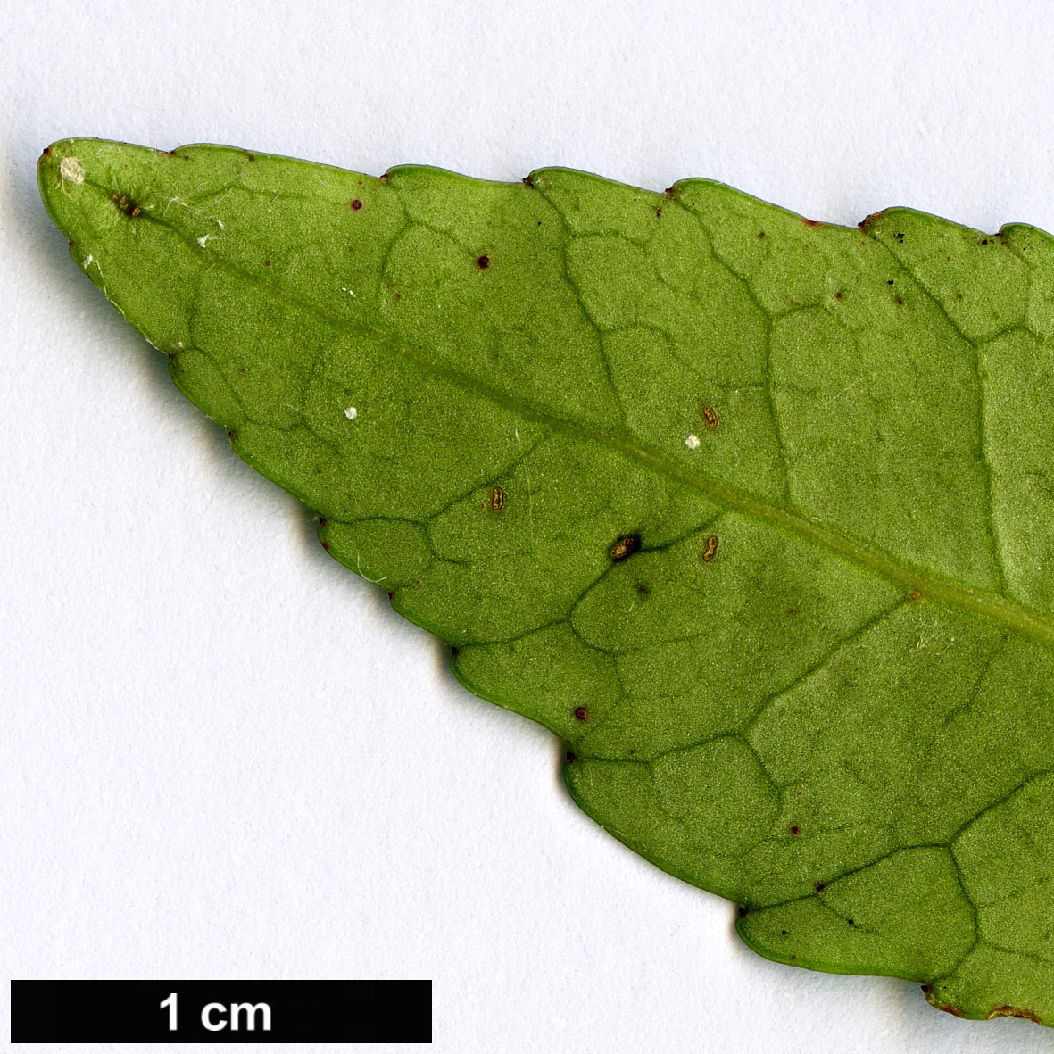 High resolution image: Family: Cunoniaceae - Genus: Anodopetalum - Taxon: biglandulosum