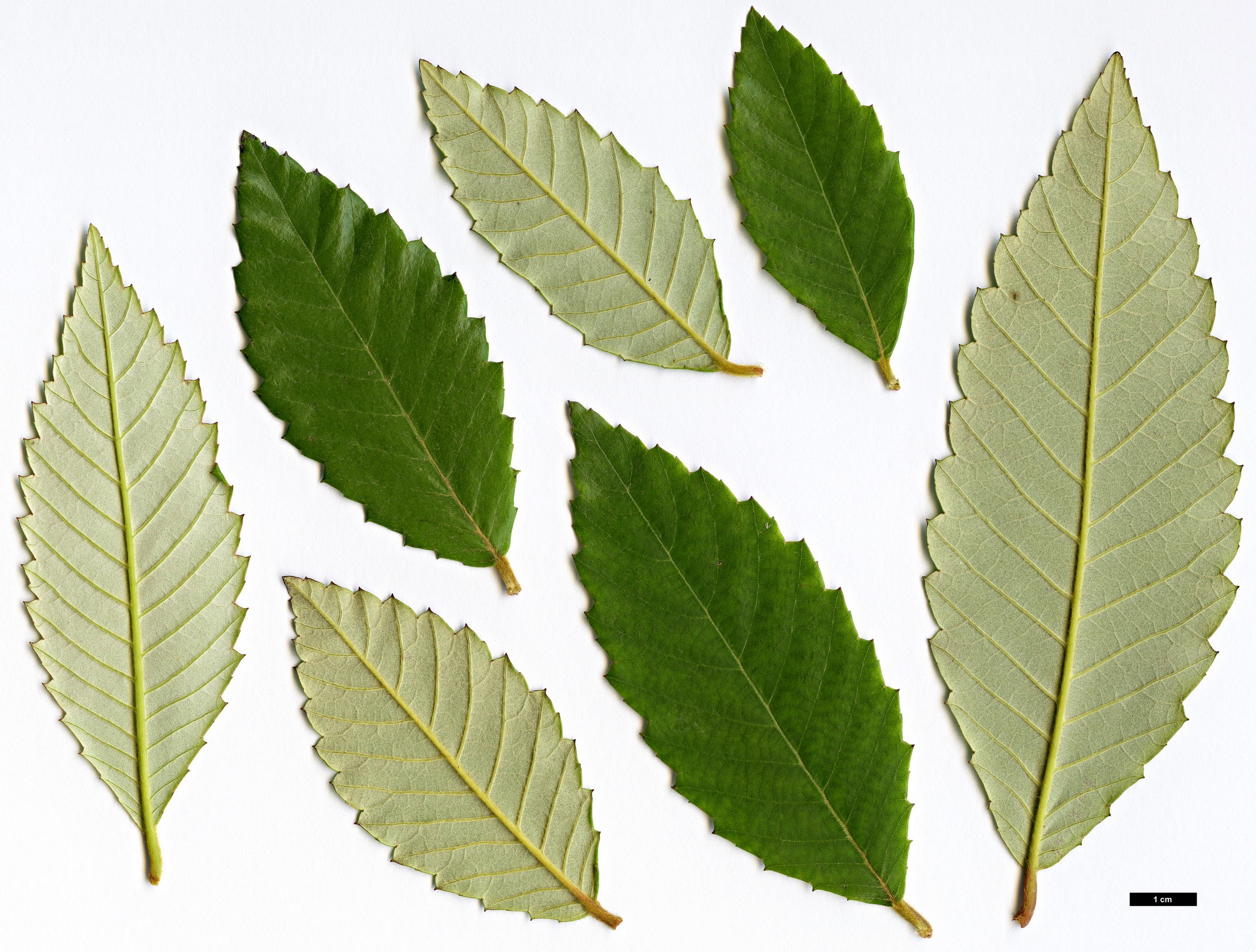 High resolution image: Family: Cunoniaceae - Genus: Callicoma - Taxon: serratifolia High resolution image: Family: Cunoniaceae - Genus: Callicoma - Taxon: serratifolia