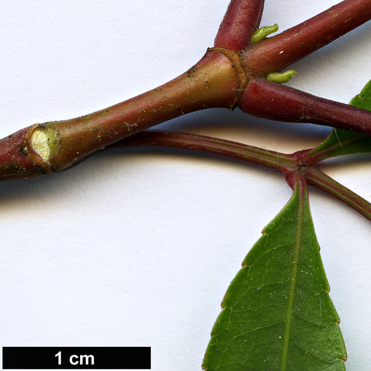 High resolution image: Family: Cunoniaceae - Genus: Cunonia - Taxon: capensis