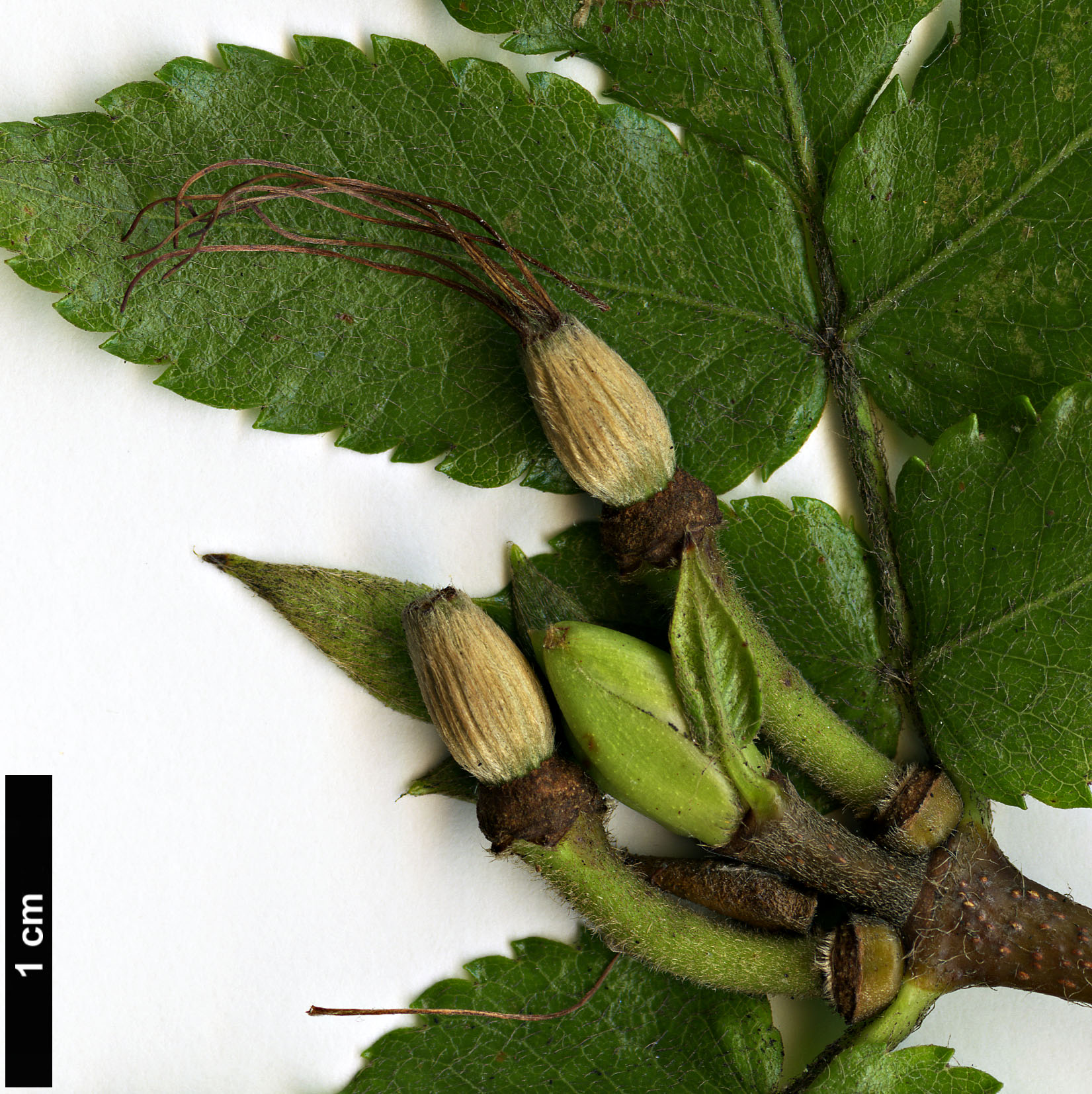 High resolution image: Family: Cunoniaceae - Genus: Eucryphia - Taxon: glutinosa