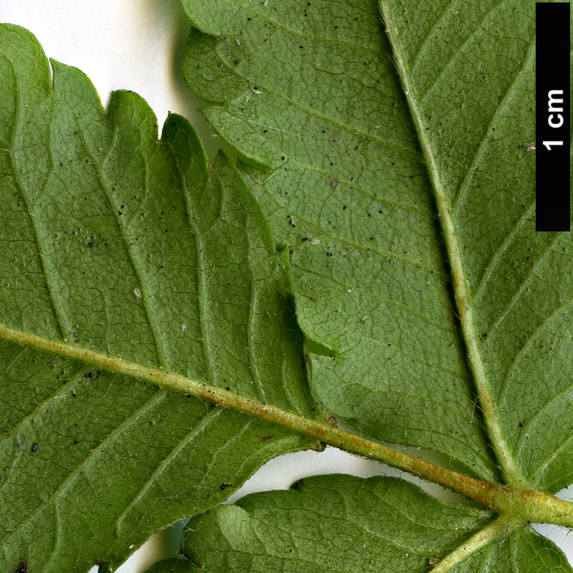 High resolution image: Family: Cunoniaceae - Genus: Eucryphia - Taxon: glutinosa