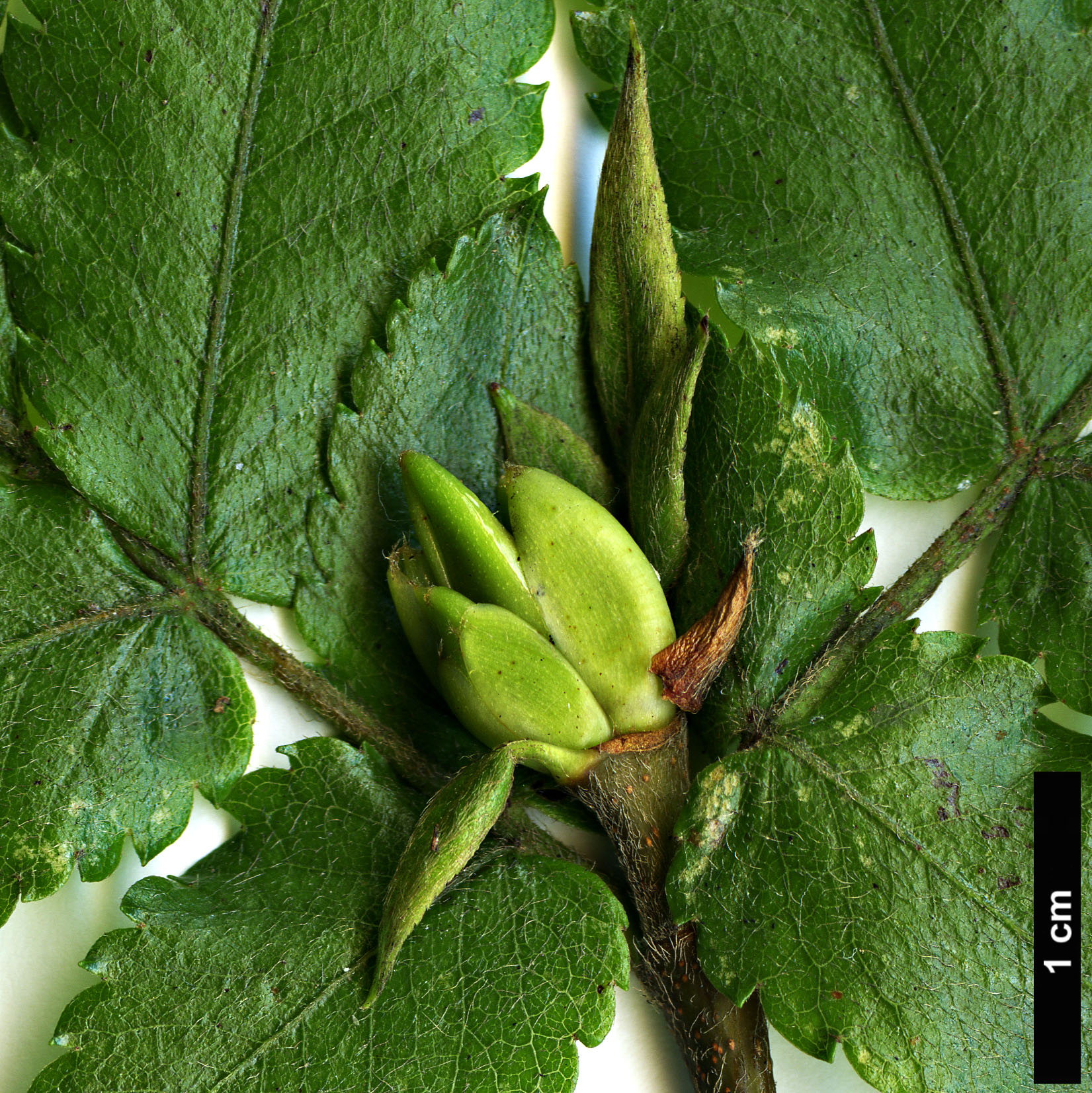 High resolution image: Family: Cunoniaceae - Genus: Eucryphia - Taxon: glutinosa