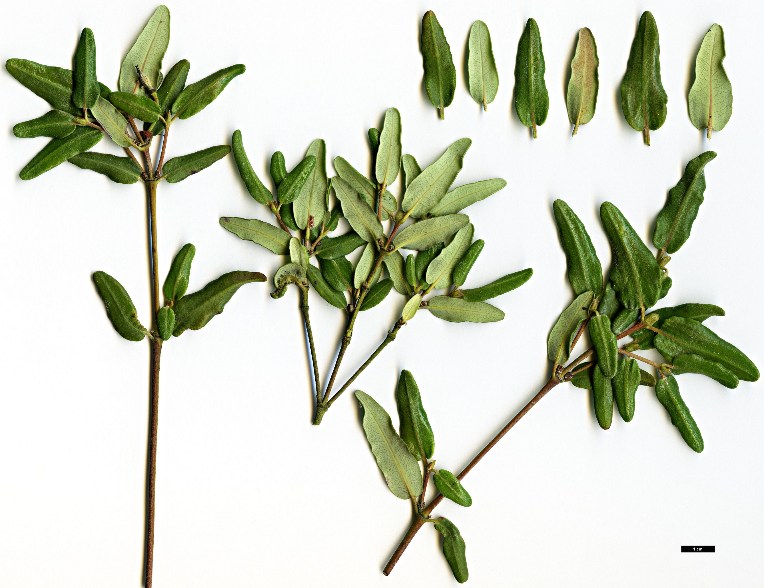 High resolution image: Family: Cunoniaceae - Genus: Eucryphia - Taxon: lucida
