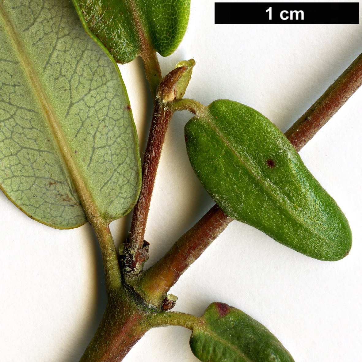 High resolution image: Family: Cunoniaceae - Genus: Eucryphia - Taxon: lucida