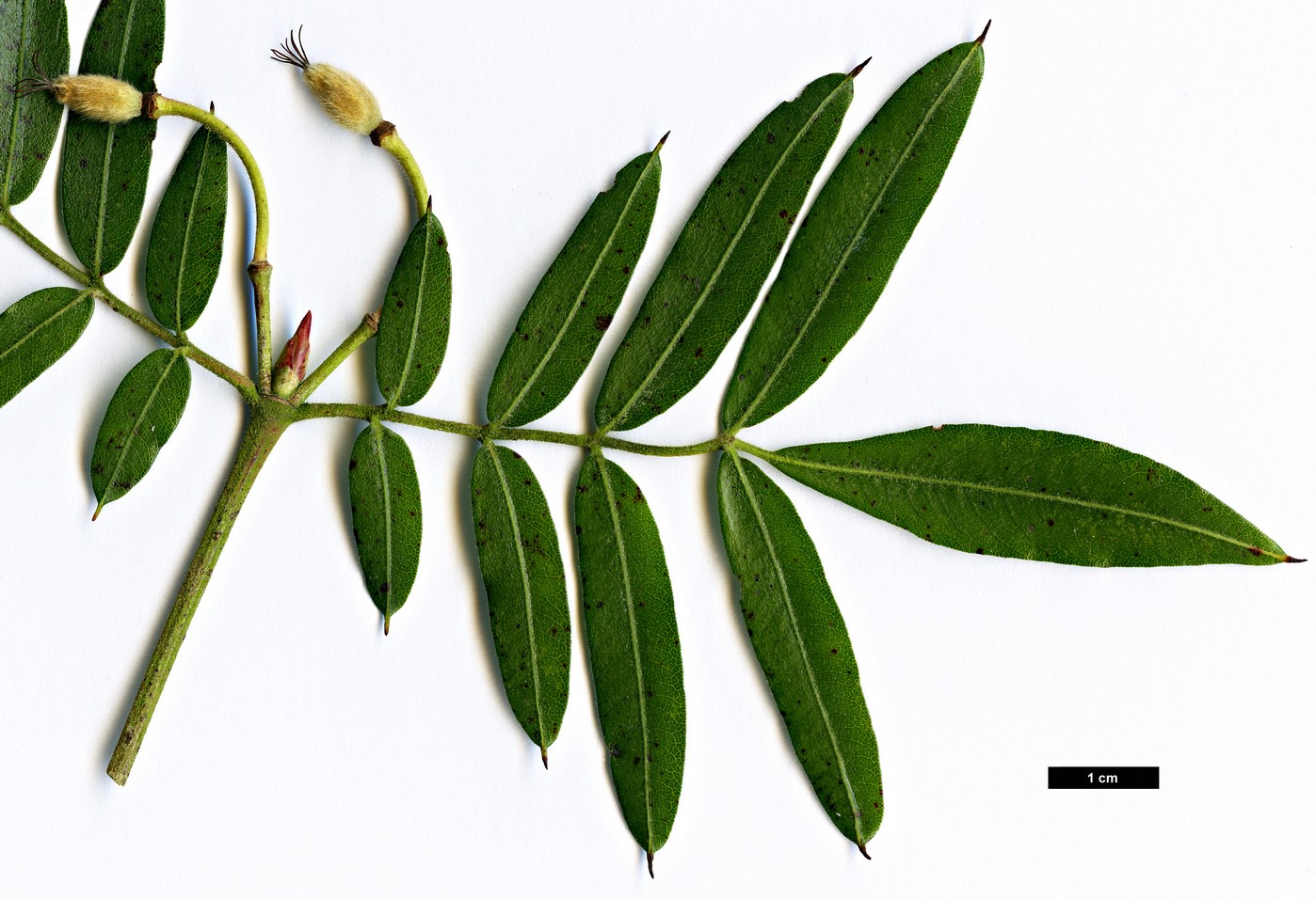 High resolution image: Family: Cunoniaceae - Genus: Eucryphia - Taxon: moorei
