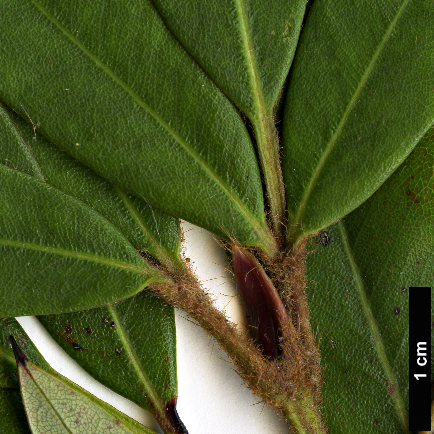 High resolution image: Family: Cunoniaceae - Genus: Eucryphia - Taxon: wilkiei