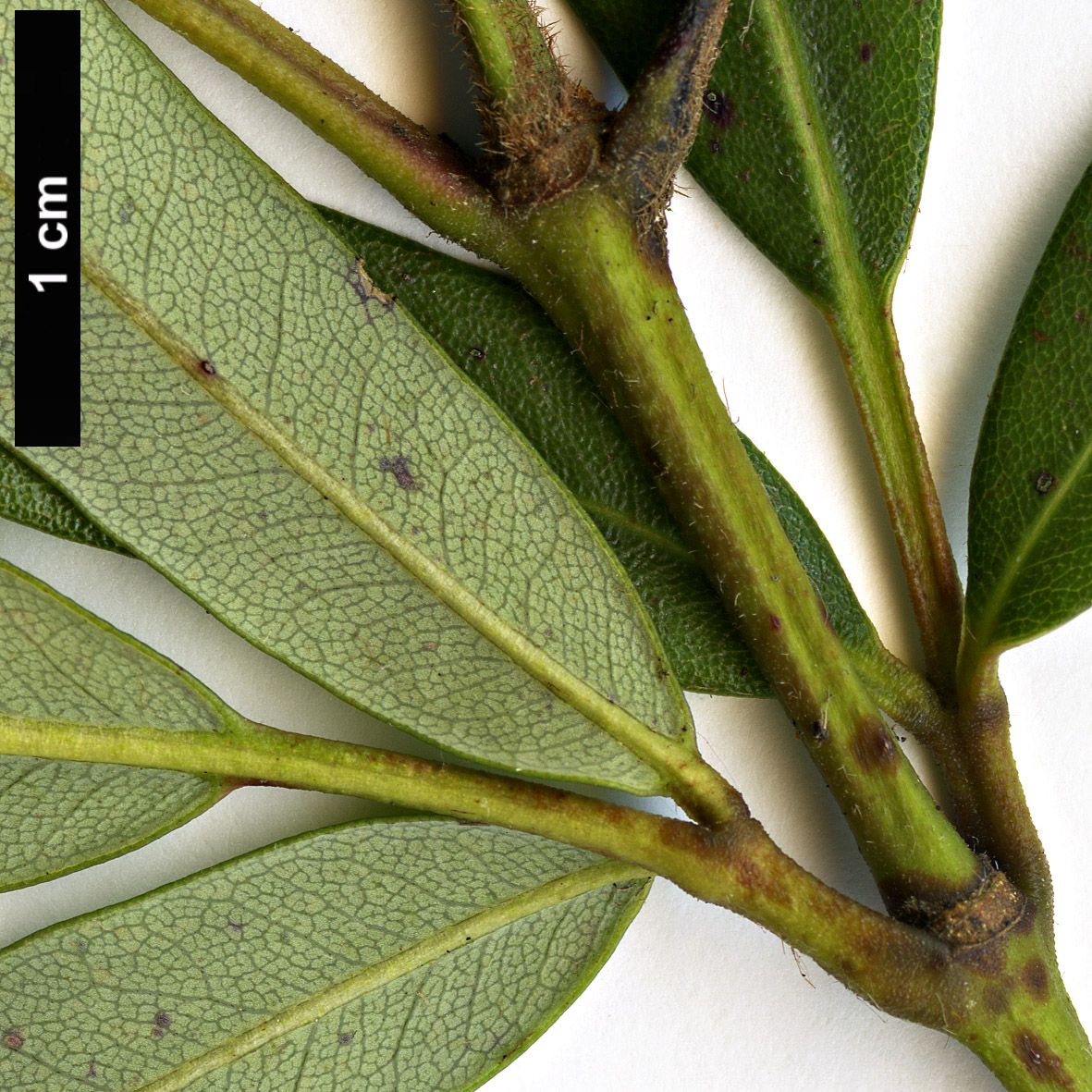 High resolution image: Family: Cunoniaceae - Genus: Eucryphia - Taxon: wilkiei