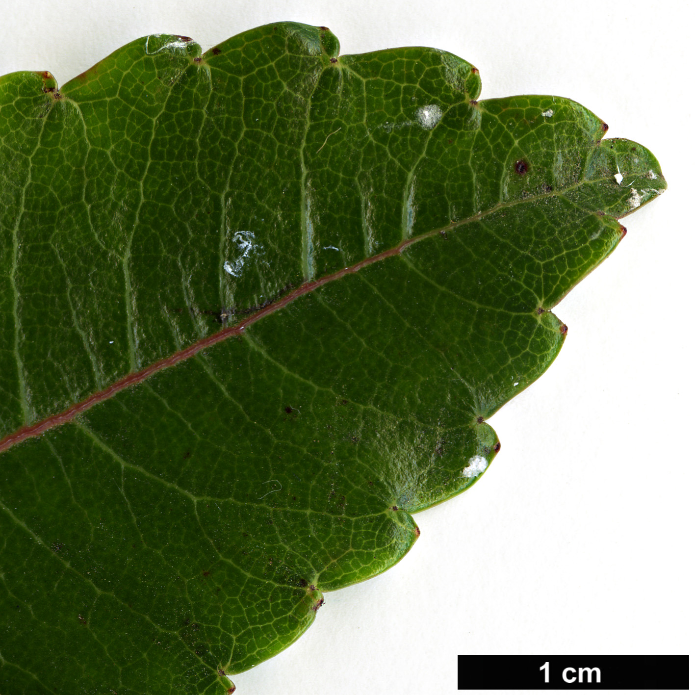 High resolution image: Family: Cunoniaceae - Genus: Weinmannia - Taxon: mauritiana