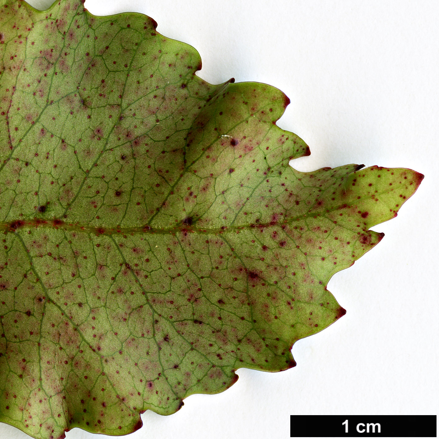 High resolution image: Family: Cunoniaceae - Genus: Weinmannia - Taxon: racemosa