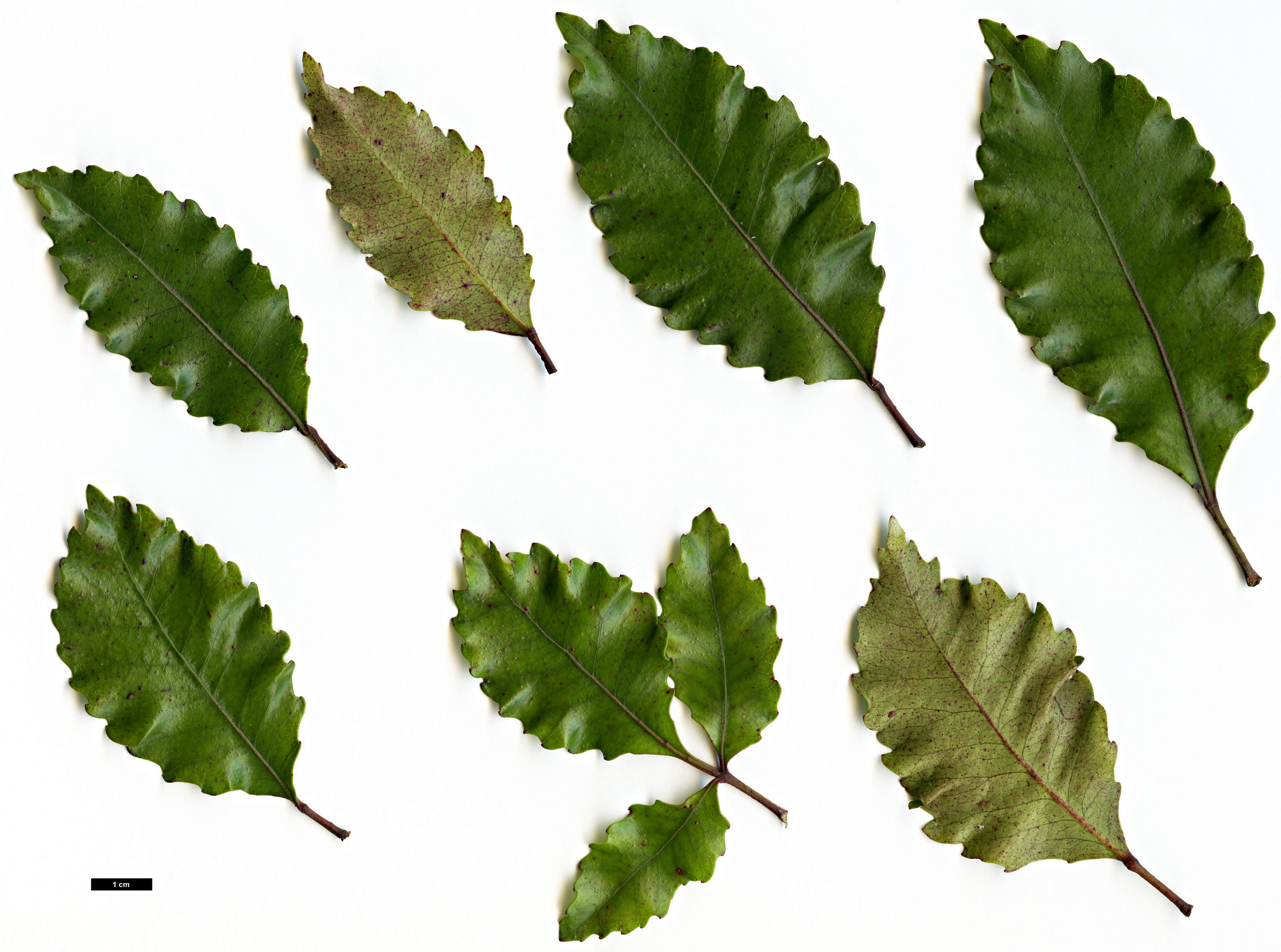 High resolution image: Family: Cunoniaceae - Genus: Weinmannia - Taxon: racemosa