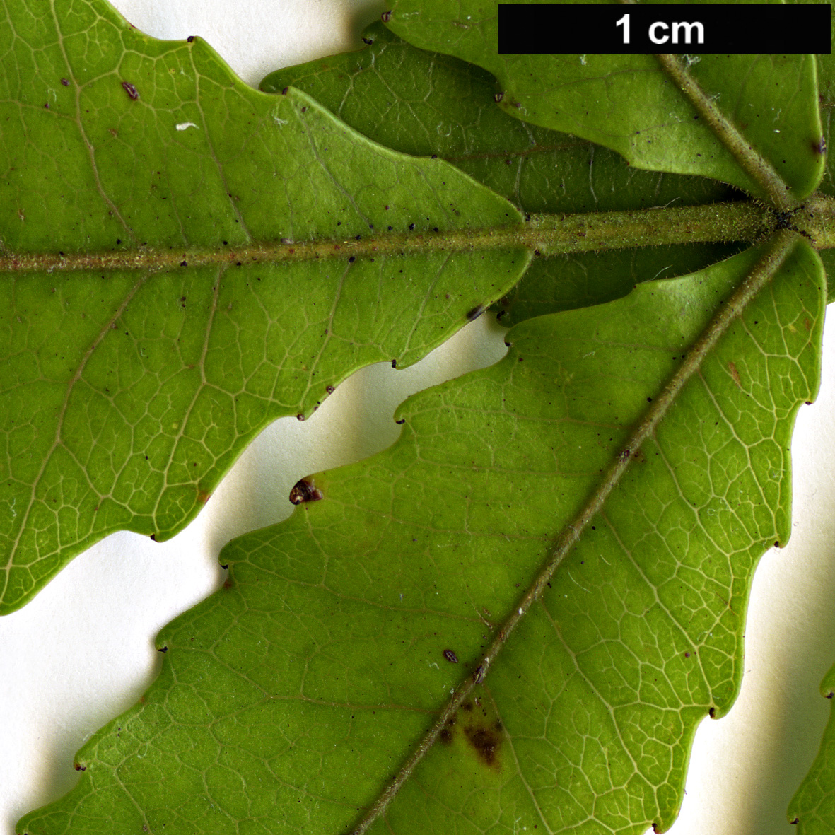 High resolution image: Family: Cunoniaceae - Genus: Weinmannia - Taxon: sylvicola