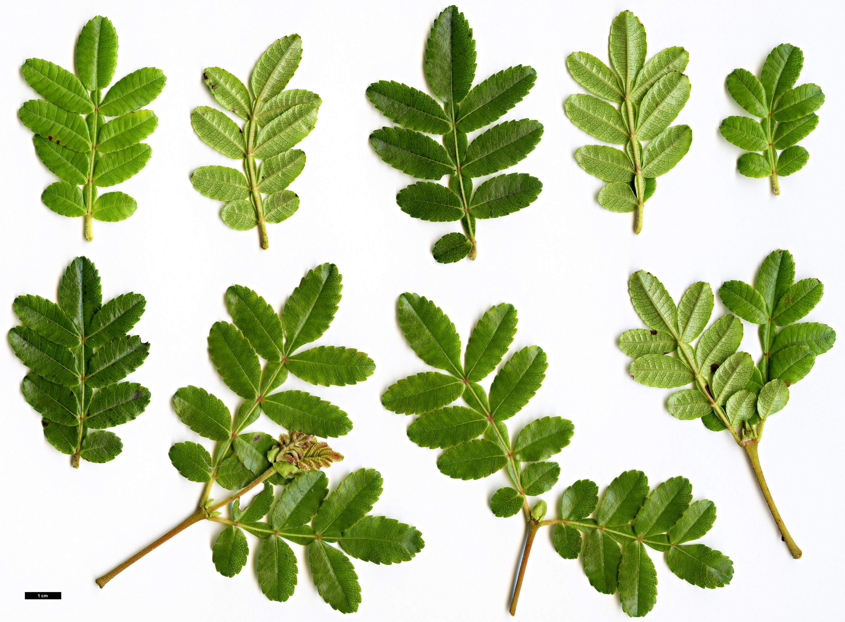High resolution image: Family: Cunoniaceae - Genus: Weinmannia - Taxon: tinctoria