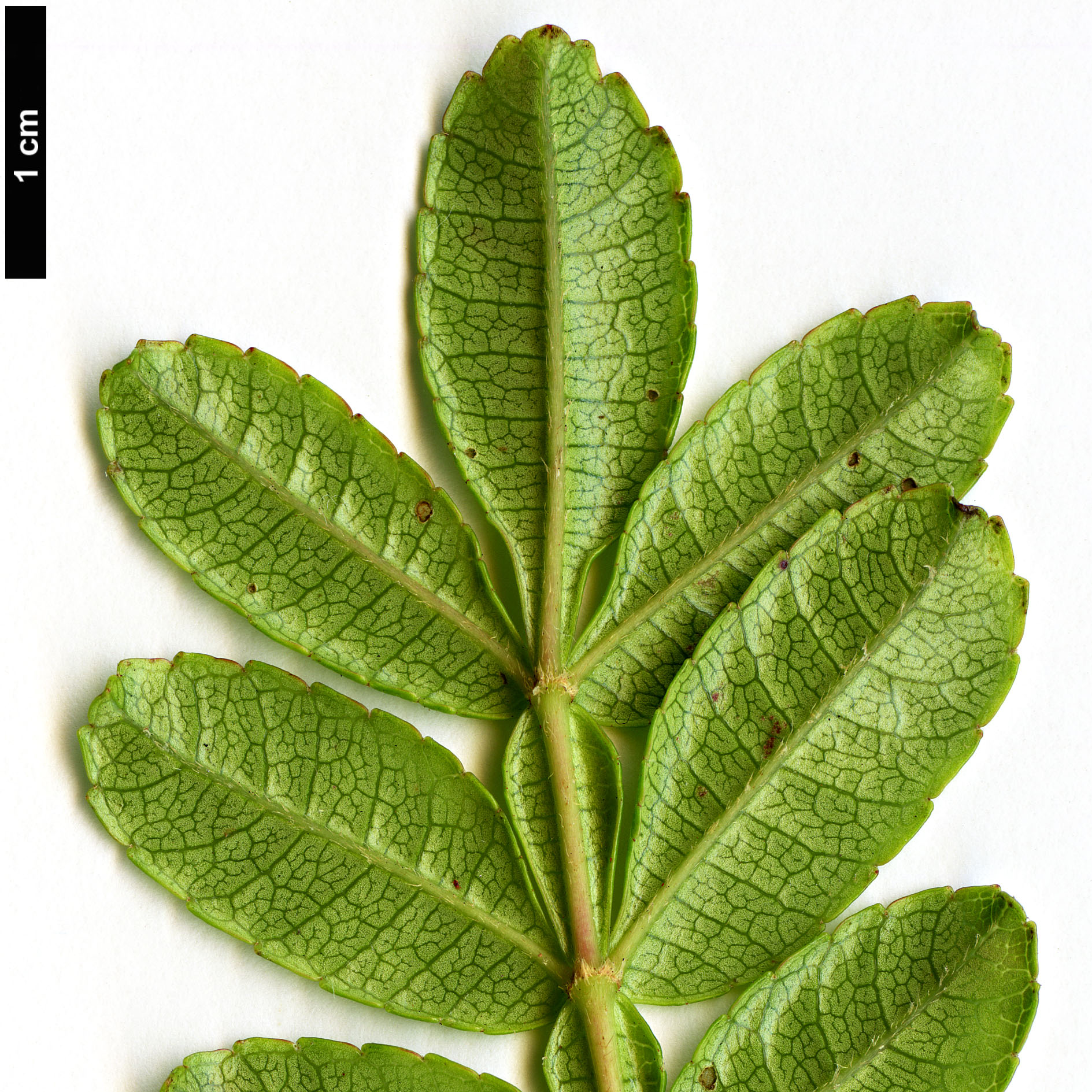 High resolution image: Family: Cunoniaceae - Genus: Weinmannia - Taxon: tinctoria
