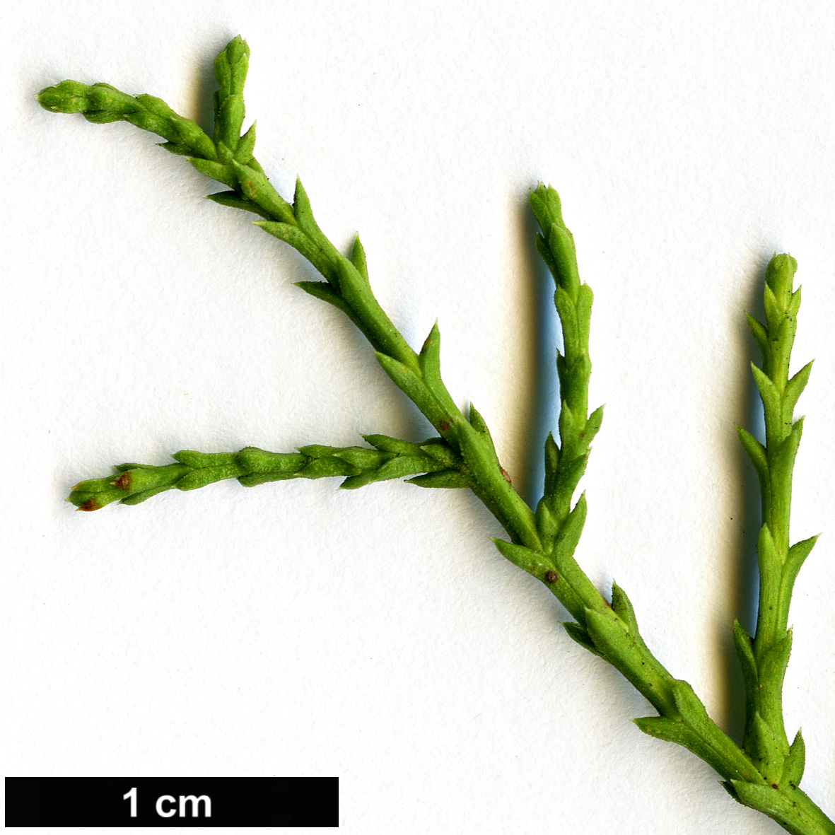 High resolution image: Family: Cupressaceae - Genus: Actinostrobus - Taxon: pyramidalis