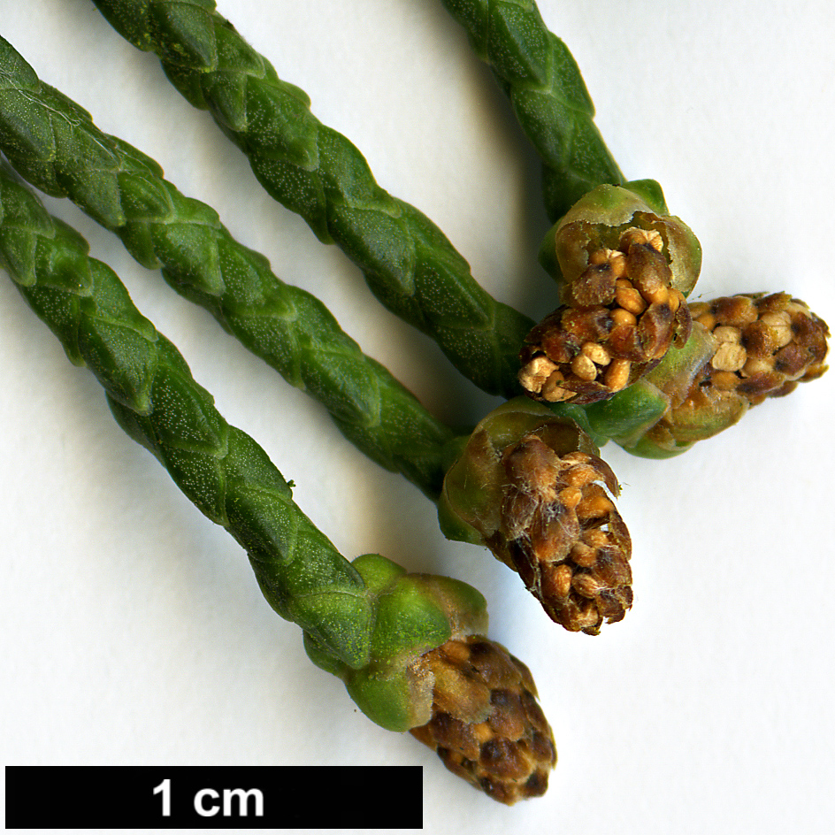 High resolution image: Family: Cupressaceae - Genus: Athrotaxis - Taxon: cupressoides