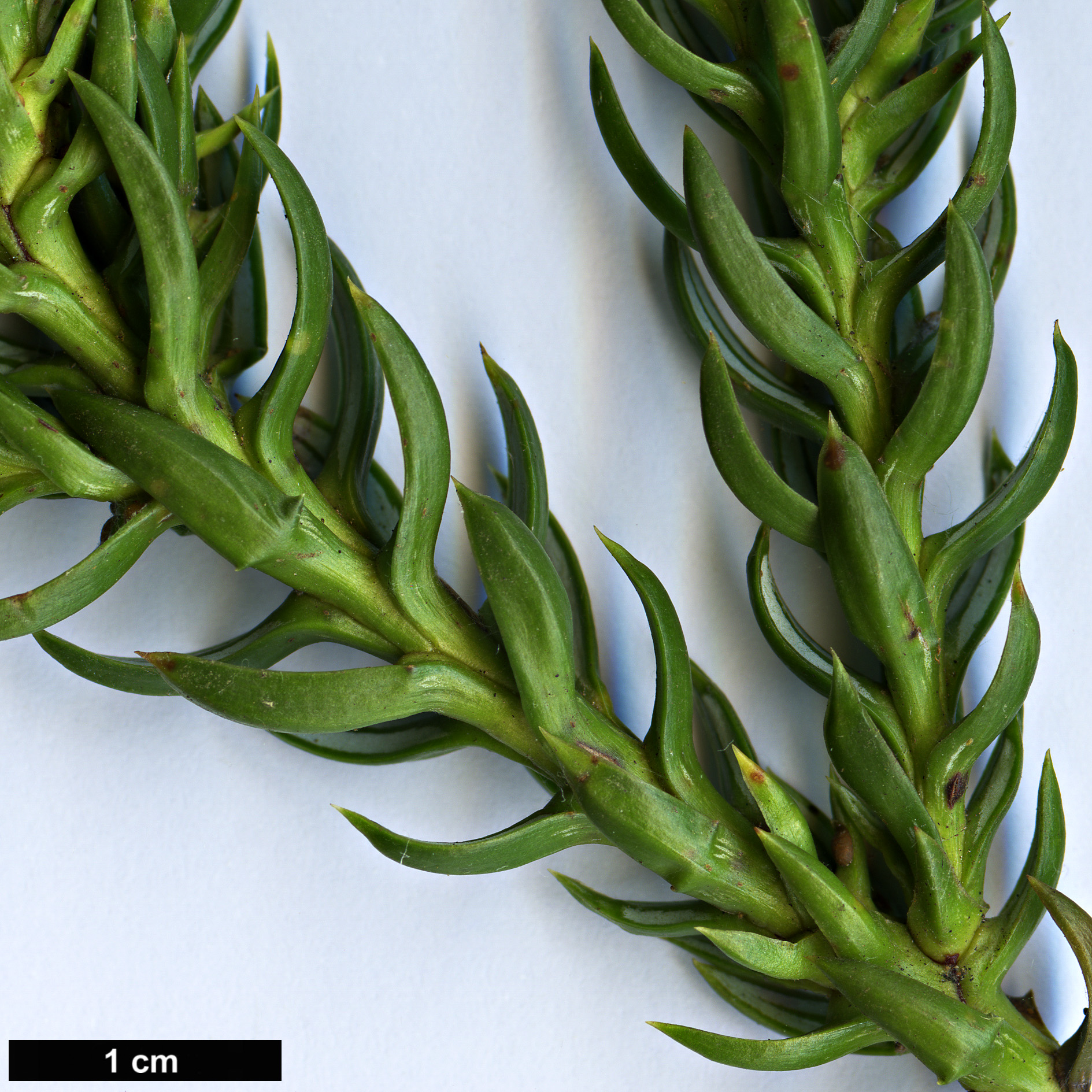 High resolution image: Family: Cupressaceae - Genus: Athrotaxis - Taxon: selaginoides