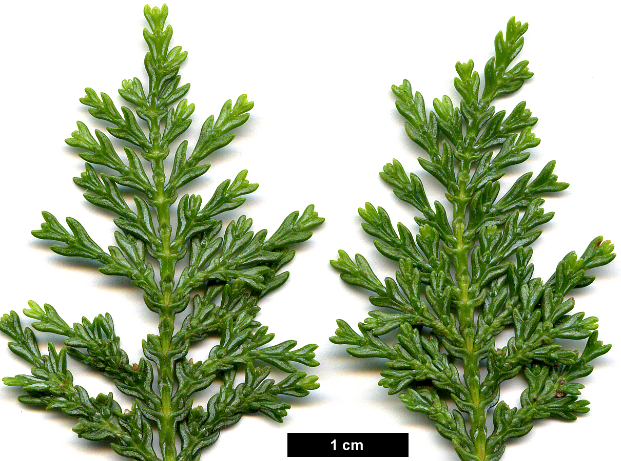 High resolution image: Family: Cupressaceae - Genus: Austrocedrus - Taxon: chilensis