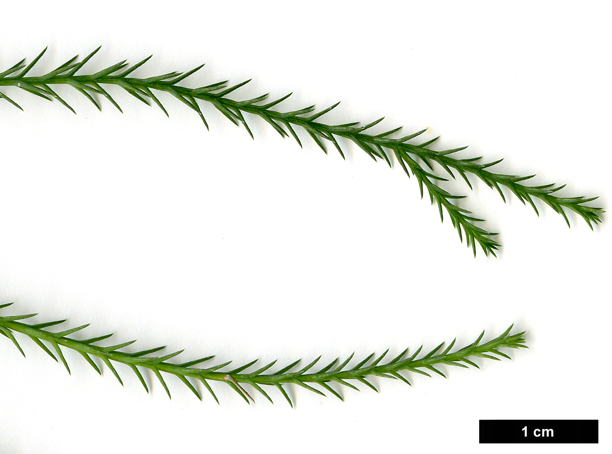 High resolution image: Family: Cupressaceae - Genus: Callitris - Taxon: columellaris